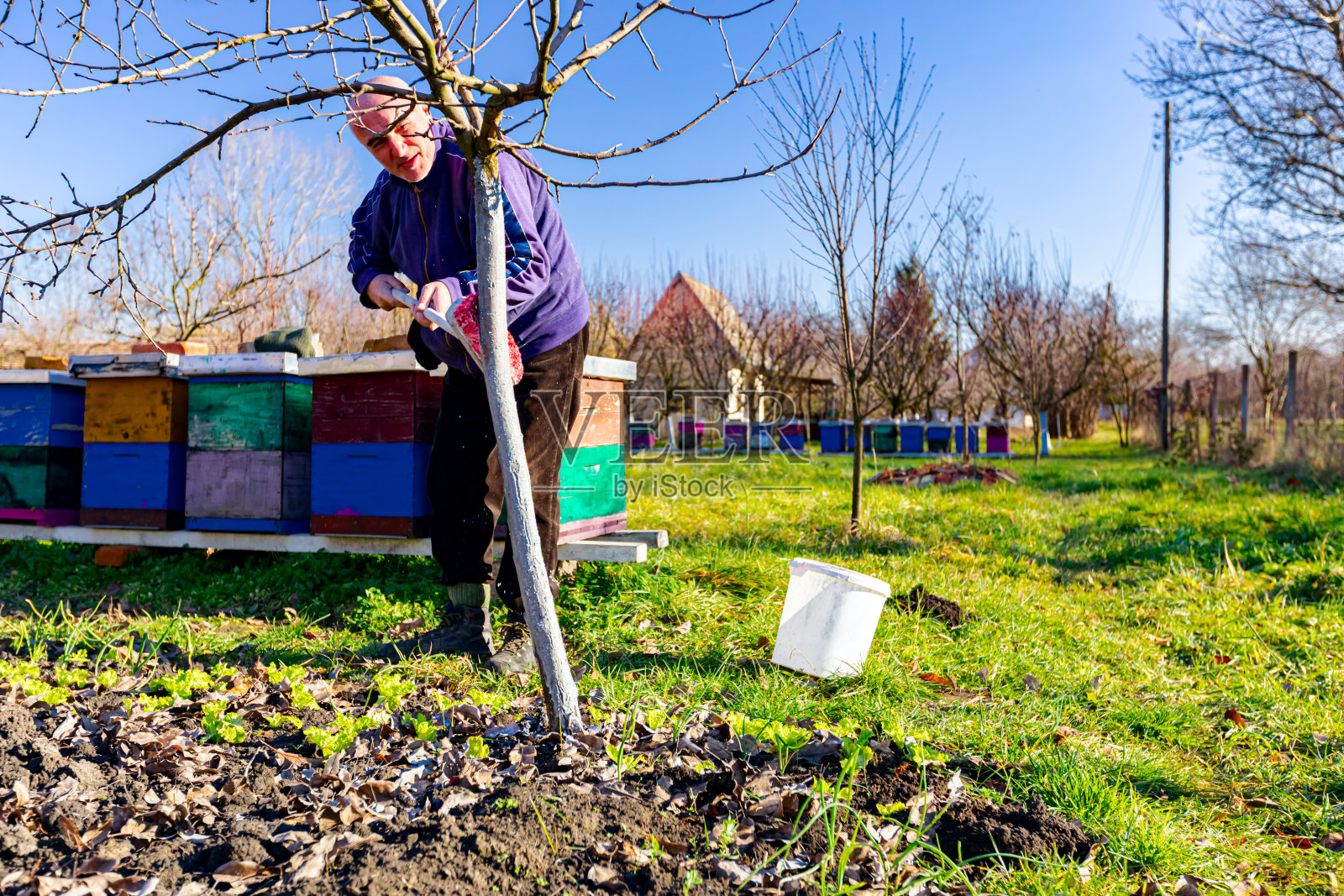 园丁在果园里给树干、果树涂灰，消毒，防止日晒、晒伤和害虫照片摄影图片