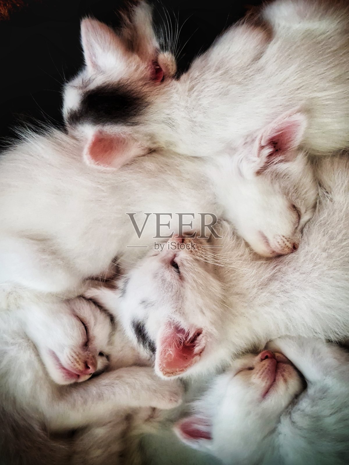 睡的小猫照片摄影图片