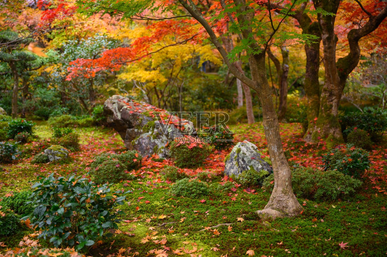 一个彩色的童话公园的特写镜头与明亮的粉红色，黄色和绿色的树木照片摄影图片
