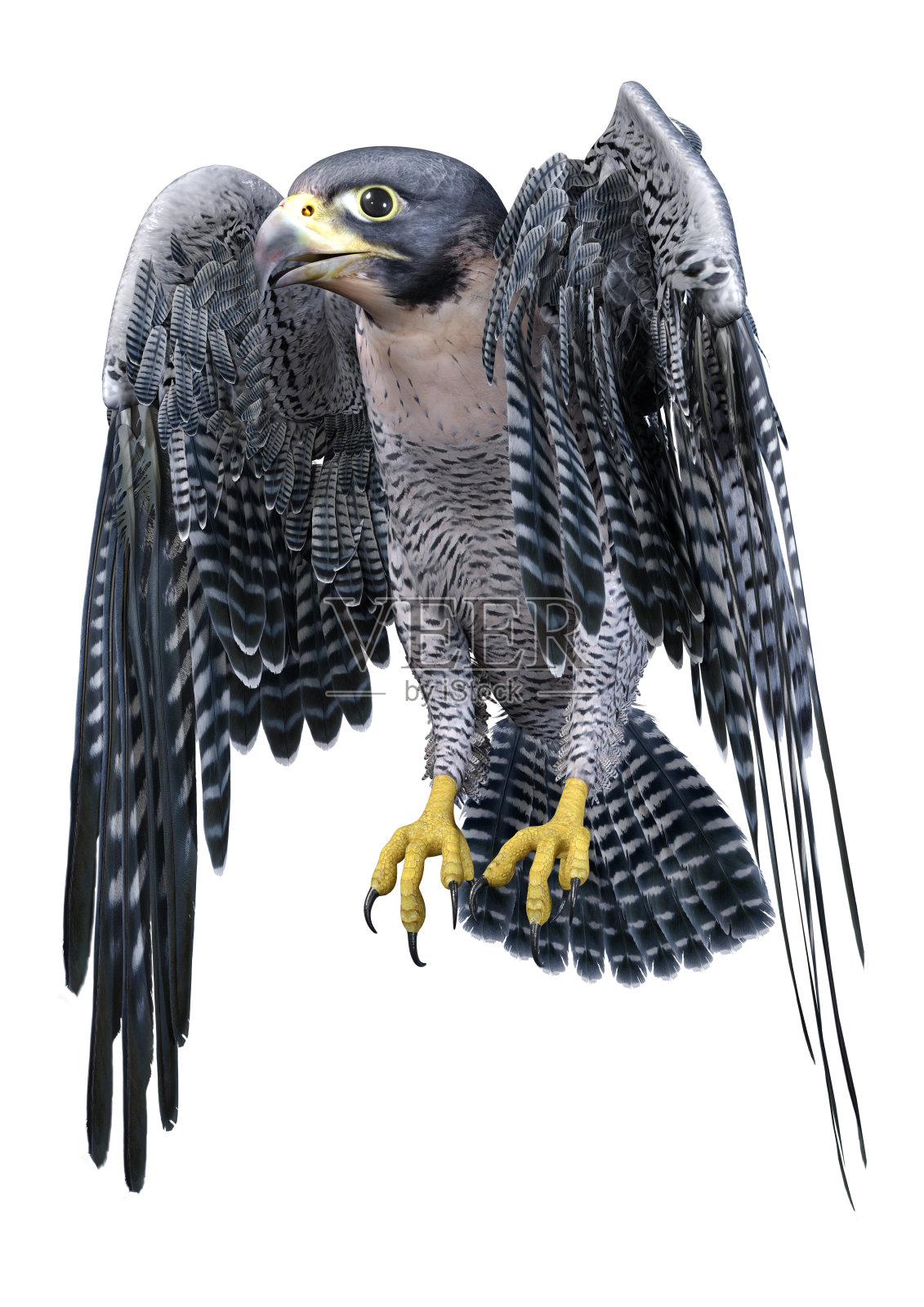 3D渲染猎鹰鸟在白色照片摄影图片