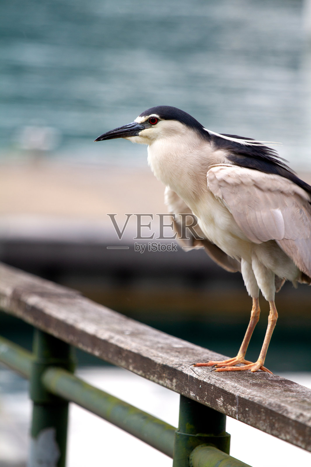 日月潭边的夜鸦照片摄影图片