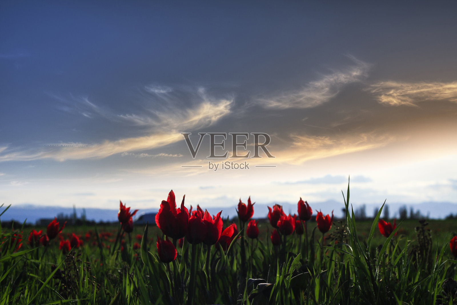 红色郁金香映衬着土耳其的夕阳照片摄影图片