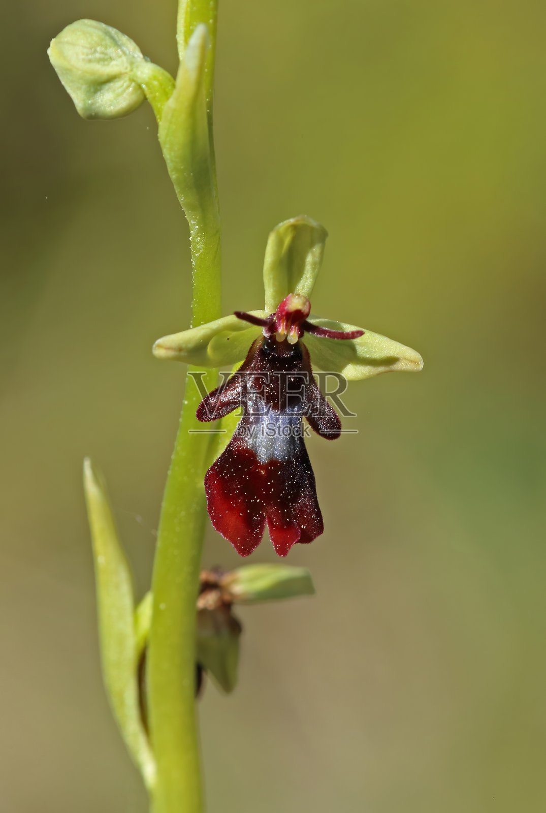 蝇兰(Ophrys insect fera)照片摄影图片