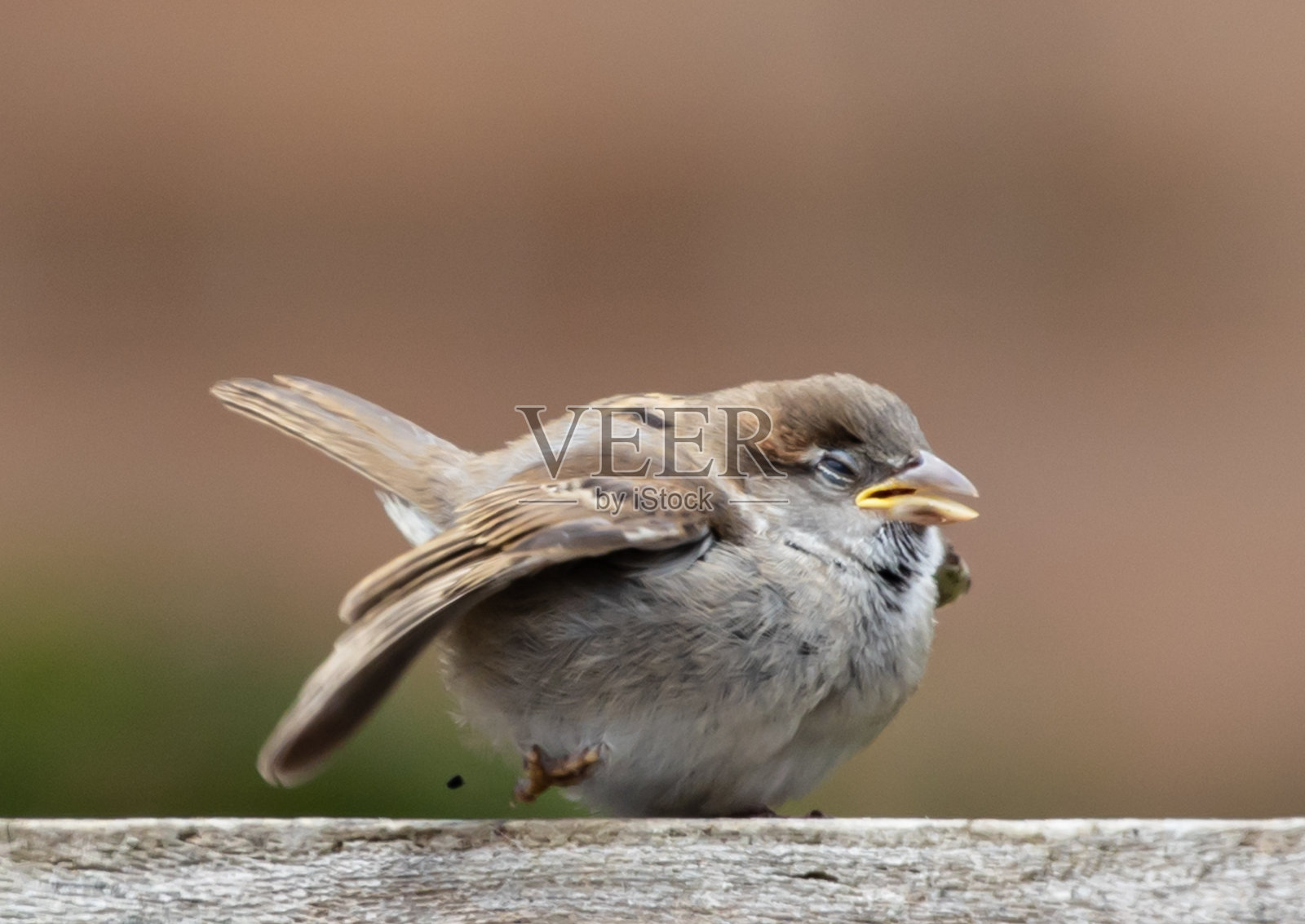 麻雀的特写镜头照片摄影图片
