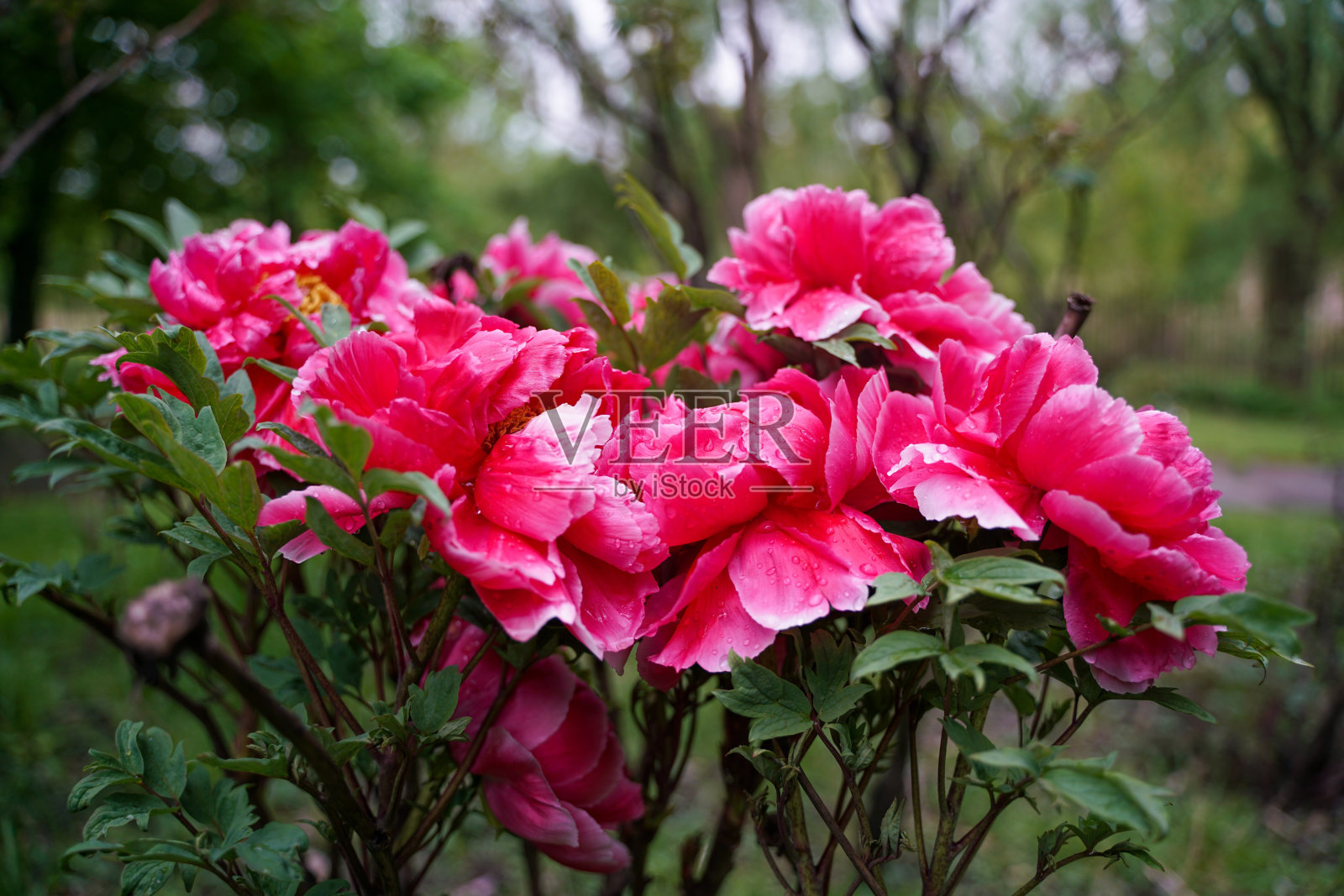 一群美丽的粉红色花朵，上面有水滴照片摄影图片