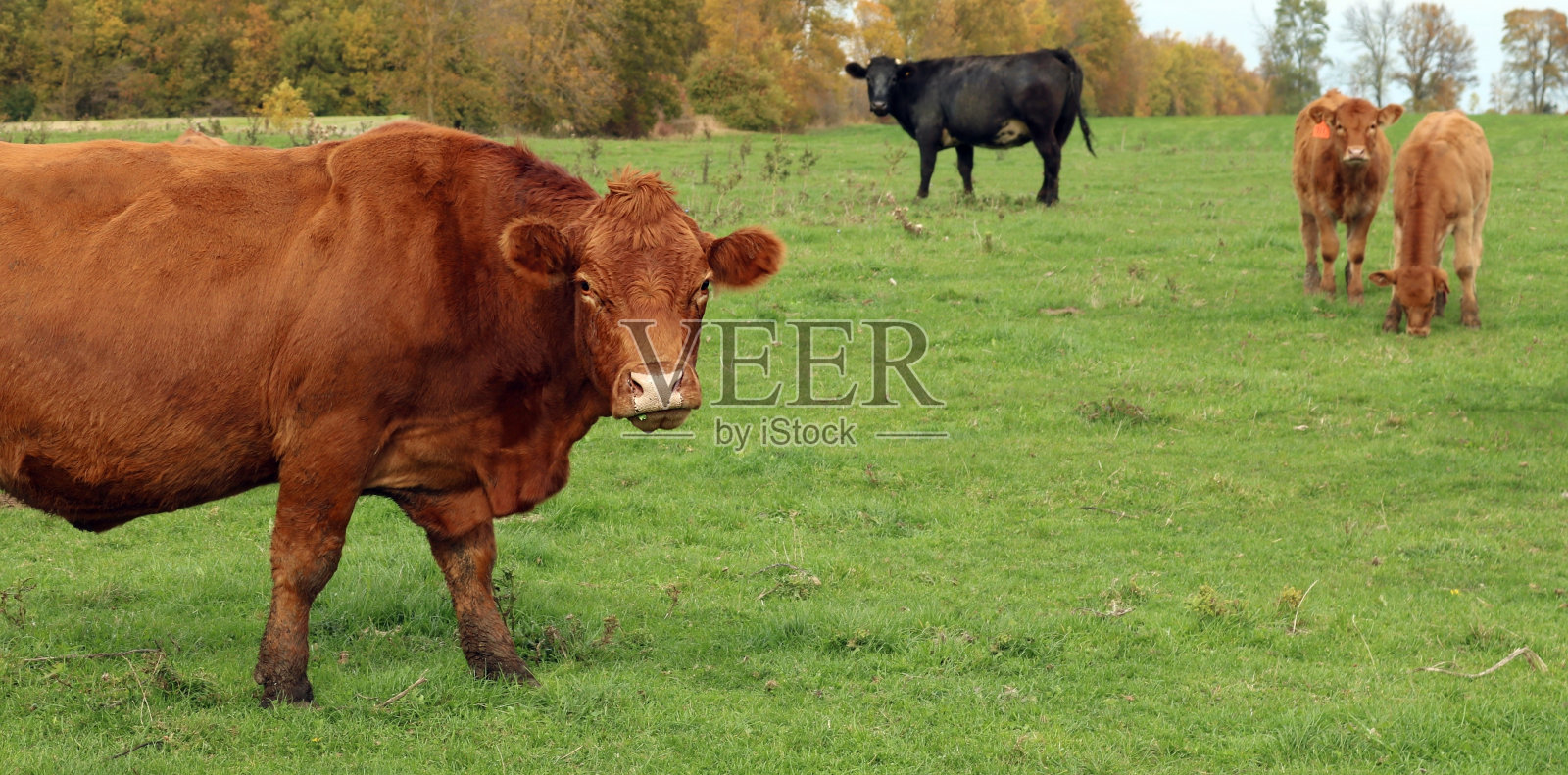 特写镜头的一个领域与混合品种的牛在加拿大安大略省照片摄影图片