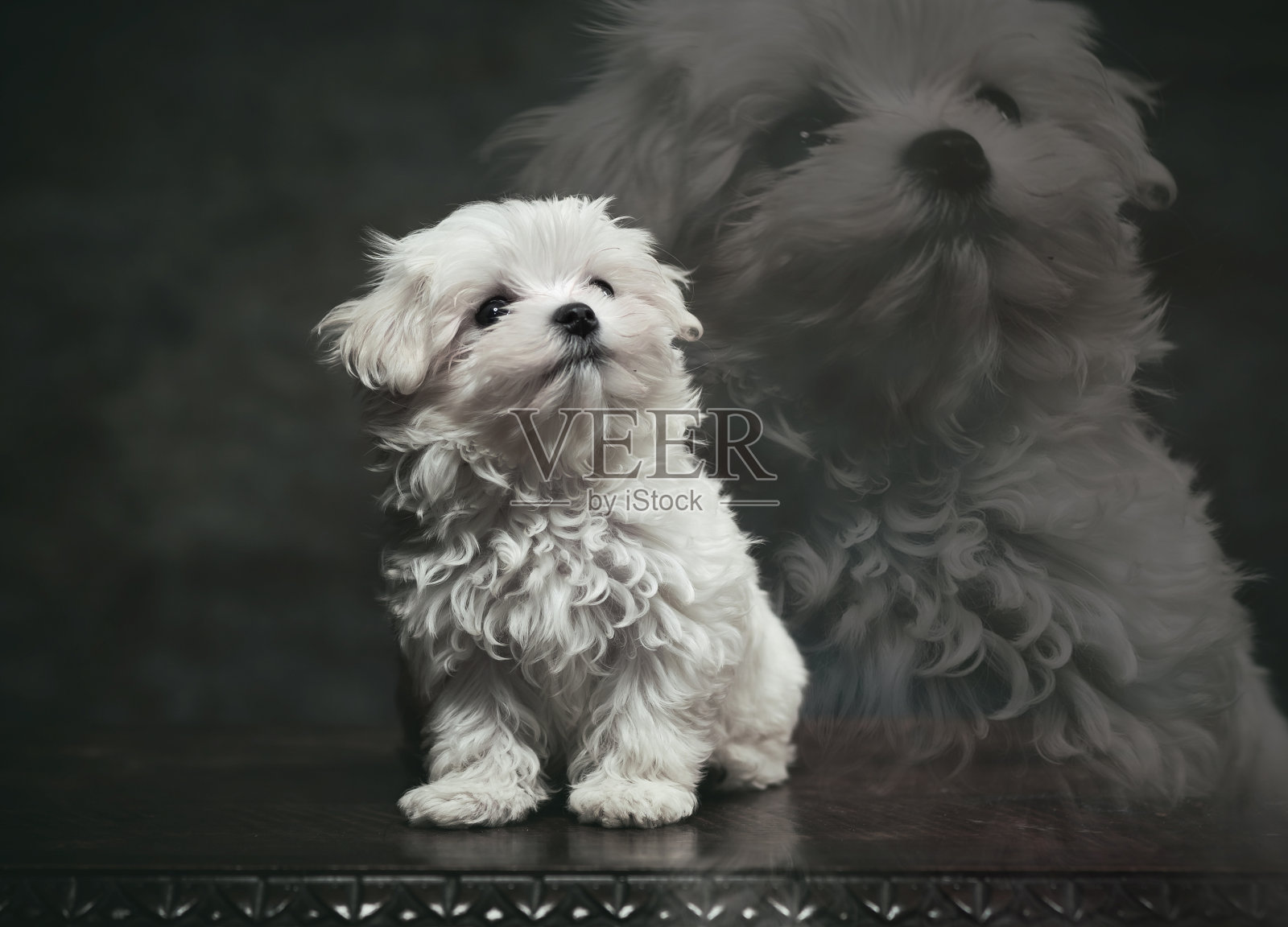 一只可爱的西部高地梗站在大理石桌子上的戏剧性肖像照片摄影图片