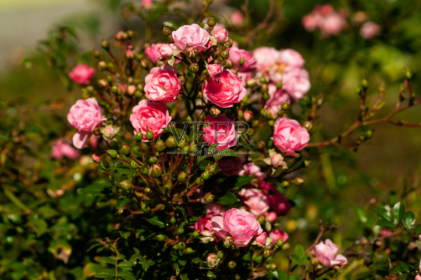 花序上五颜六色的花朵接近照片摄影图片