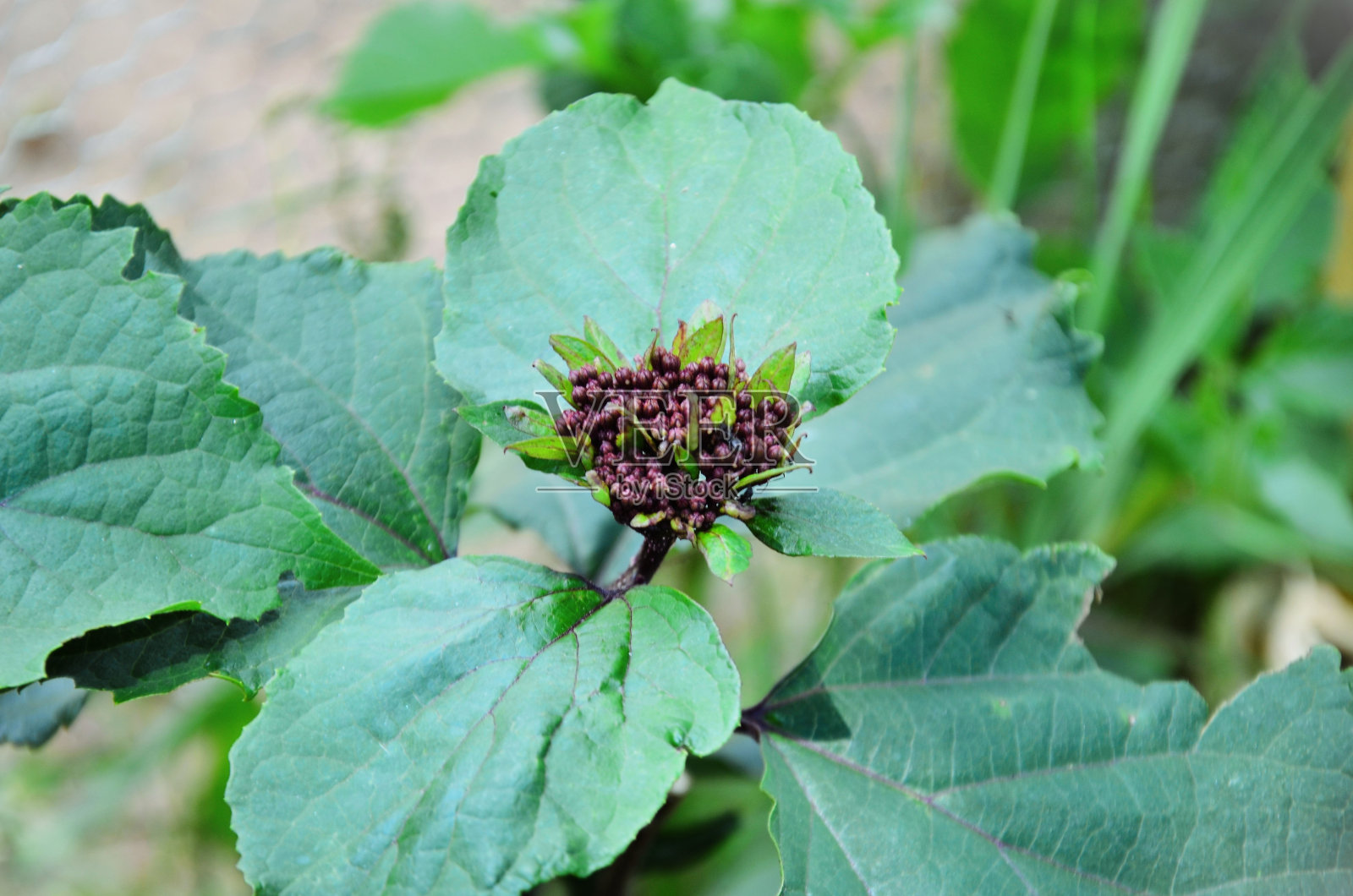 花园里的中国玫瑰花蕾照片摄影图片