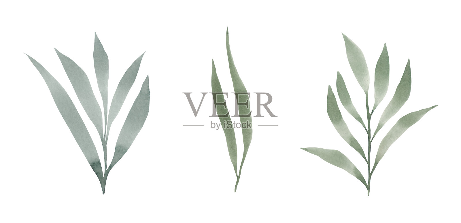 手绘的。水彩画一套孤立的，有纹理的，白色背景上的绿叶。插画图片素材