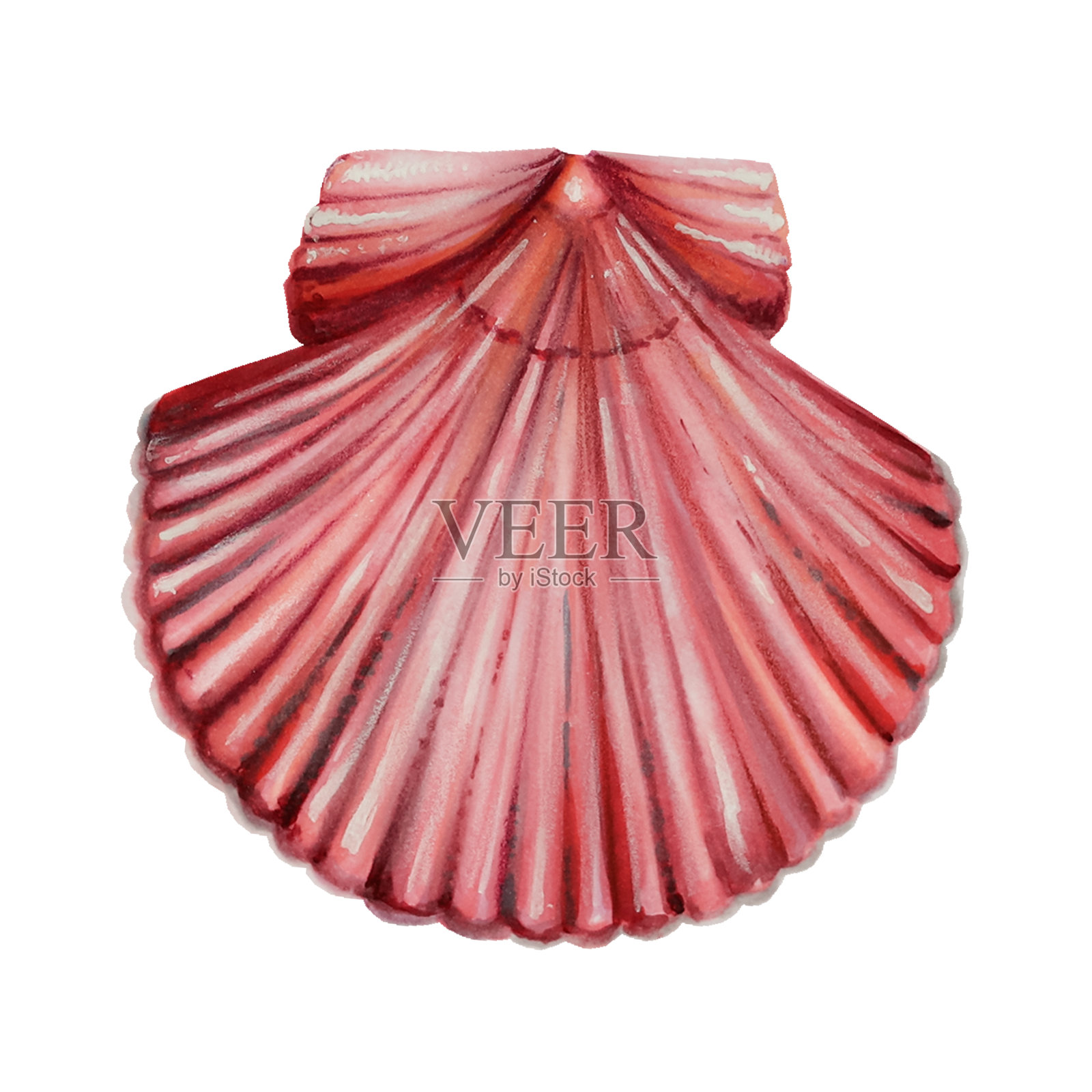 水彩壳。手绘剪纸水下生活对象在一个白色孤立的背景。为设计师，装饰，明信片，包装纸，剪贴簿，封面，请柬，婚礼设计，海报和纺织品设计元素图片