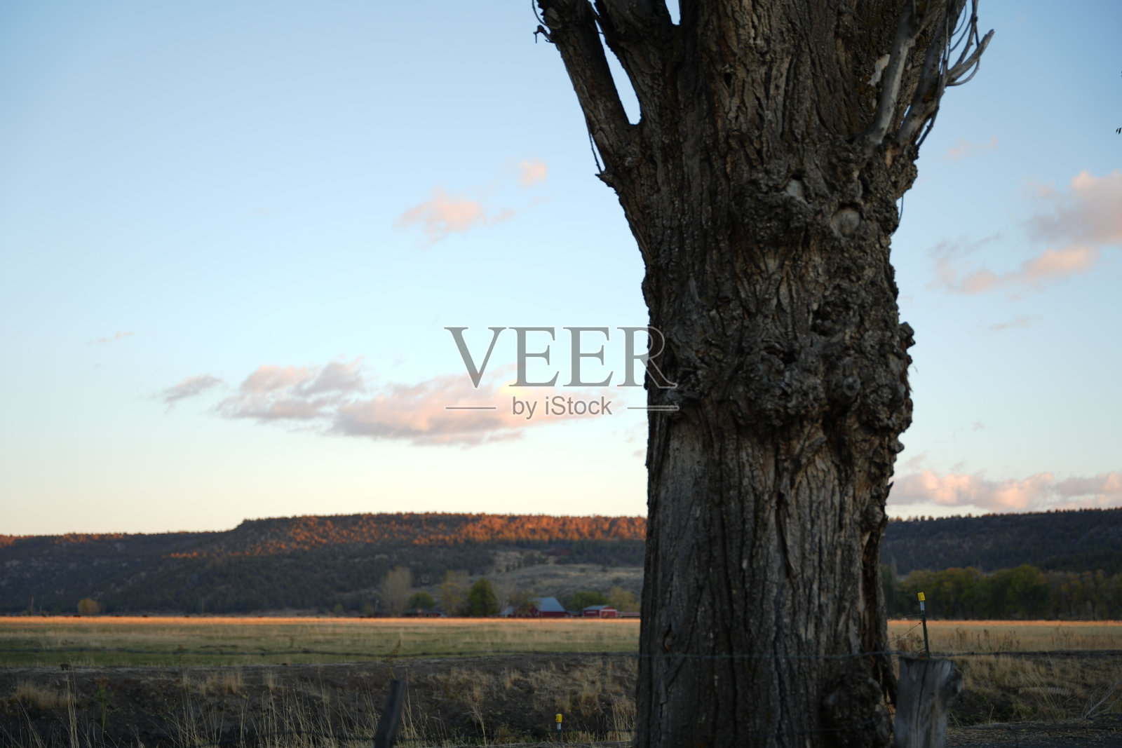 在黄金时刻，绿茵场旁的树照片摄影图片