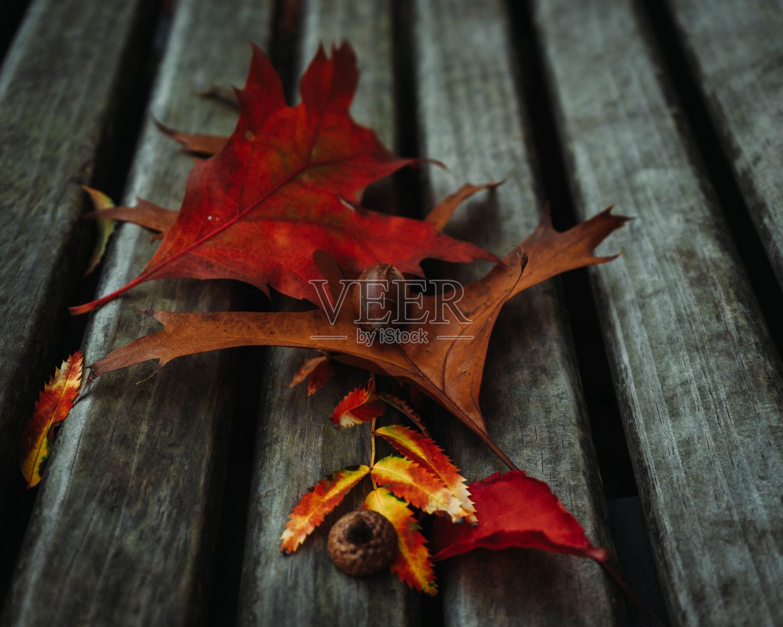 特写镜头的秋天组成干燥的树叶和坚果在木凳上照片摄影图片