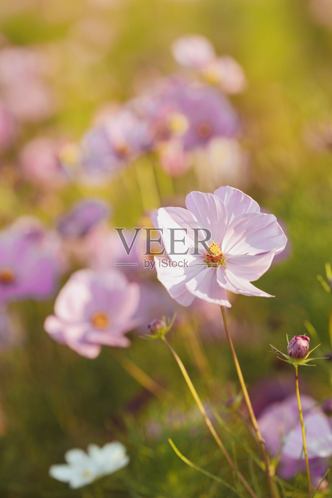 田野里粉红色的宇宙花的垂直镜头。照片摄影图片