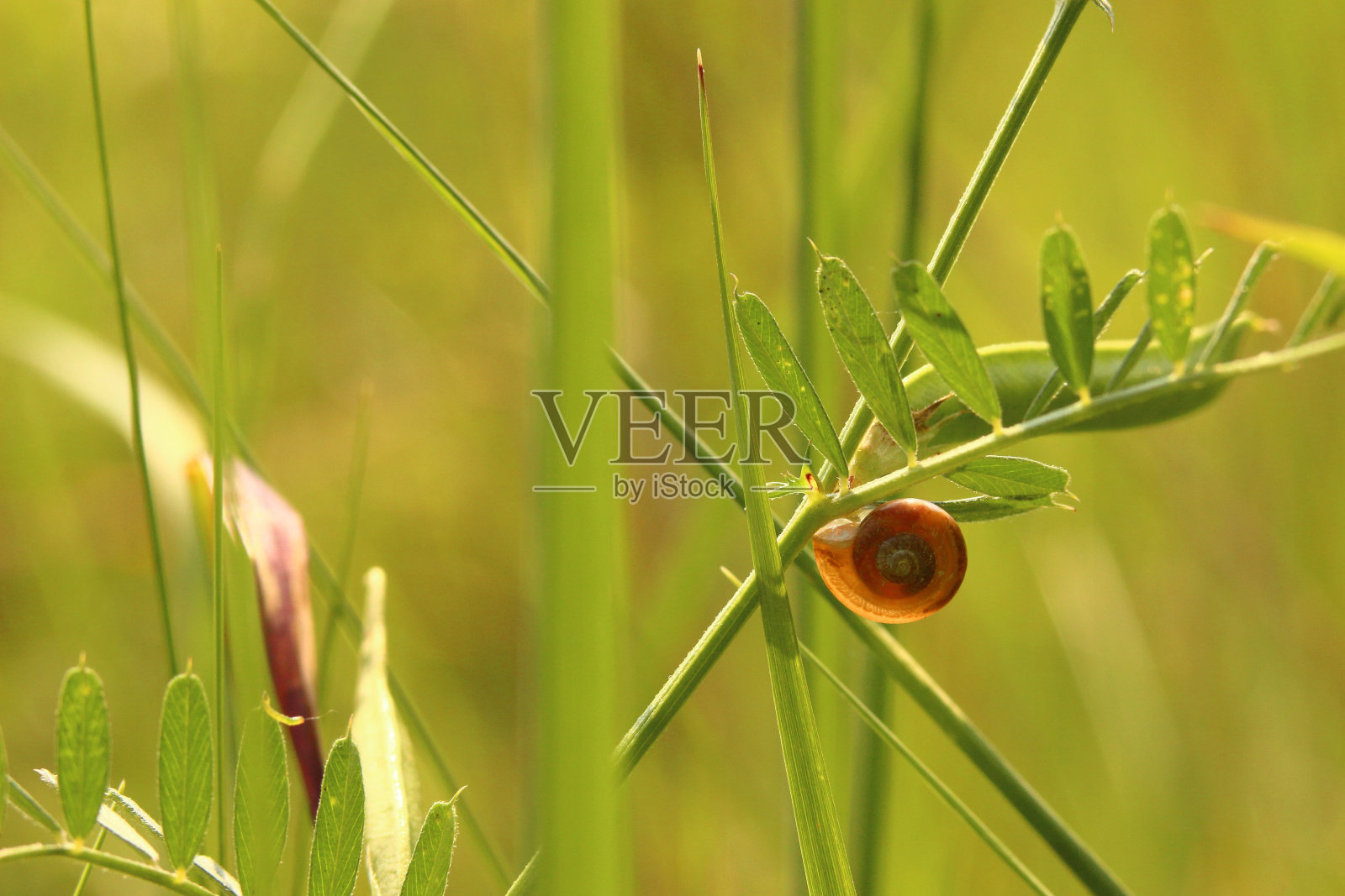 在一个阳光明媚的日子里，一只蜗牛在草茎上的特写照片摄影图片