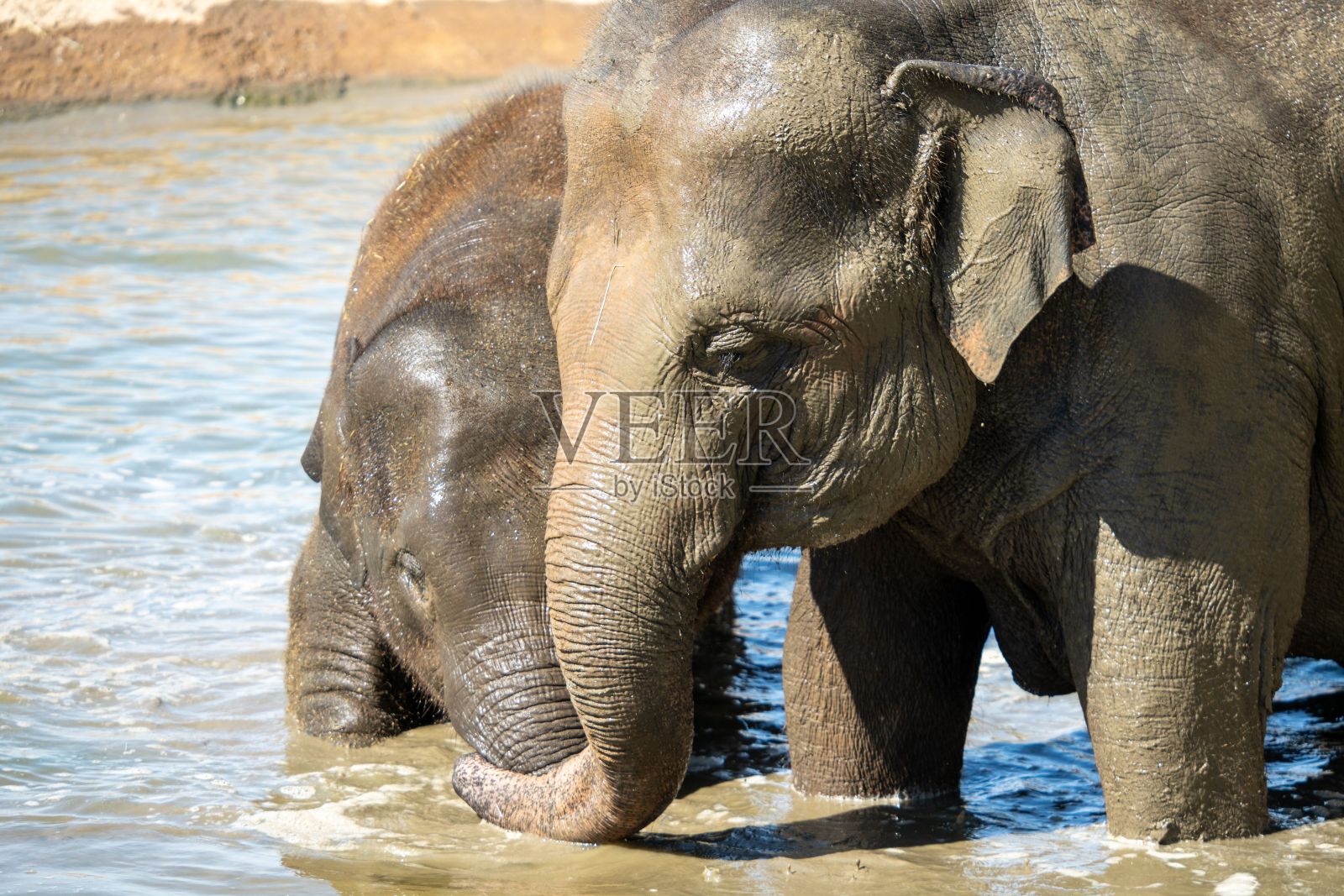 阳光明媚的日子里，印度大象在公园里的树林里喝水照片摄影图片