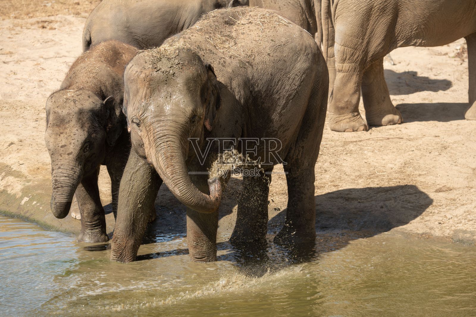 阳光明媚的日子里，一群印度大象在公园里的树林里喝水照片摄影图片
