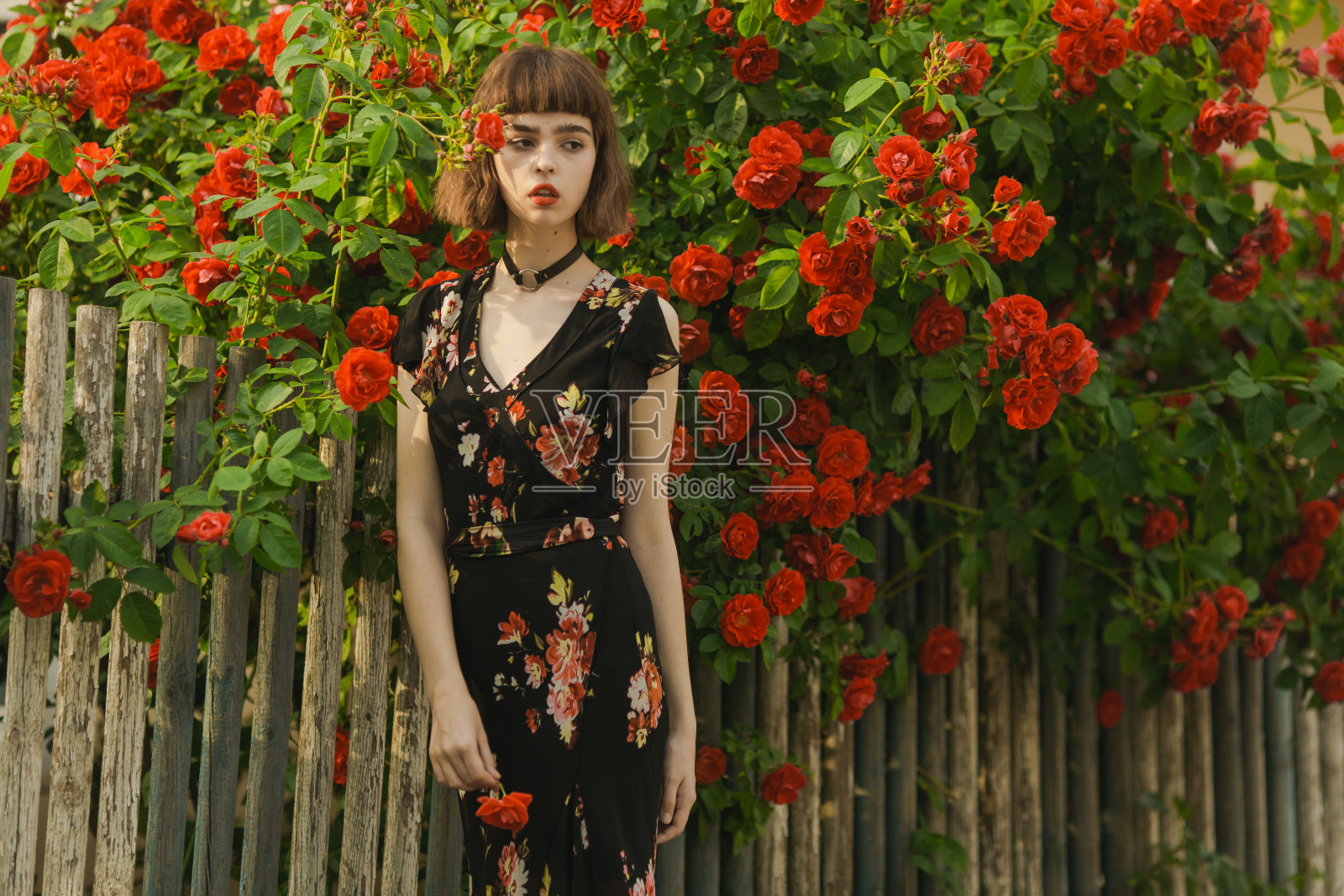 红头发的模型背景上的玫瑰灌木照片摄影图片