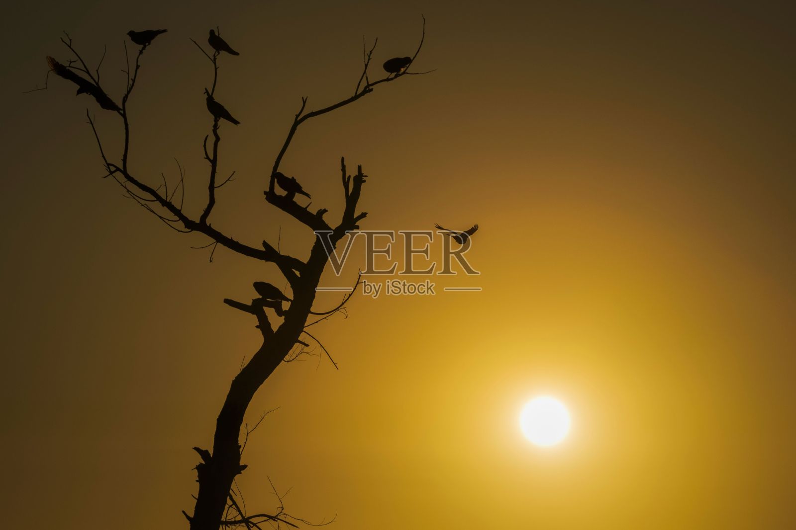 日落时鸟儿栖息在死树上的剪影，另一只鸟将降落在上面照片摄影图片