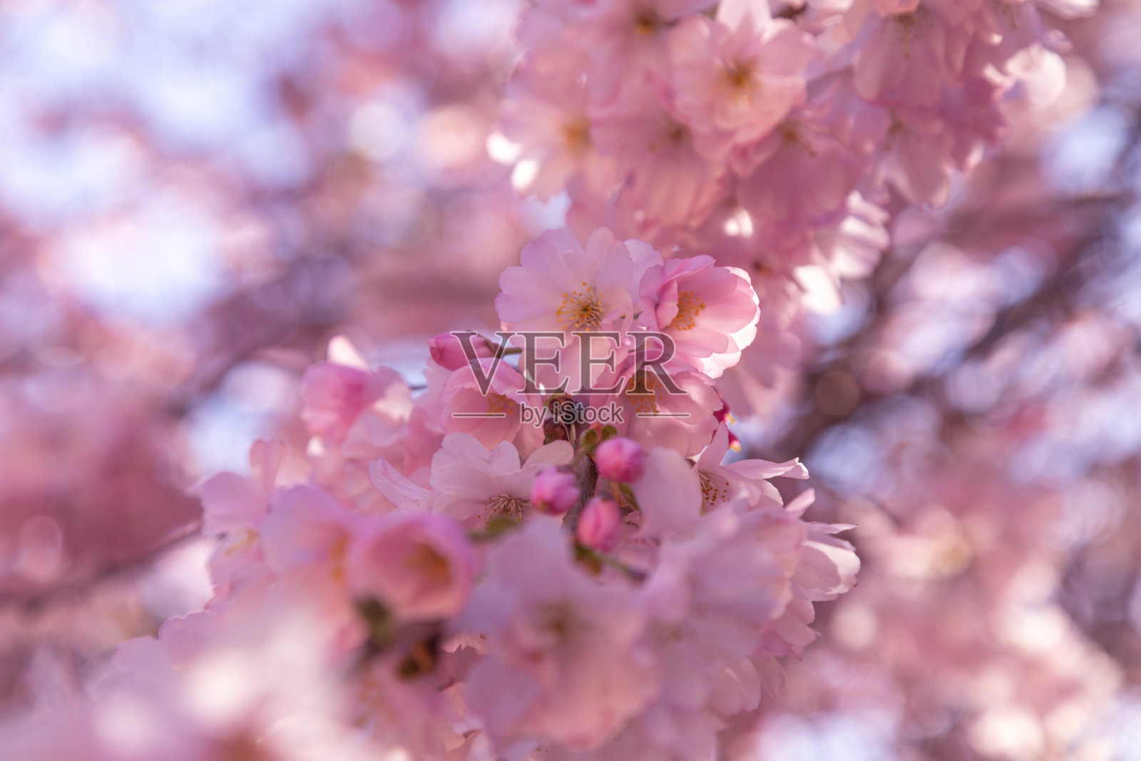 樱花盛开，阳光灿烂照片摄影图片