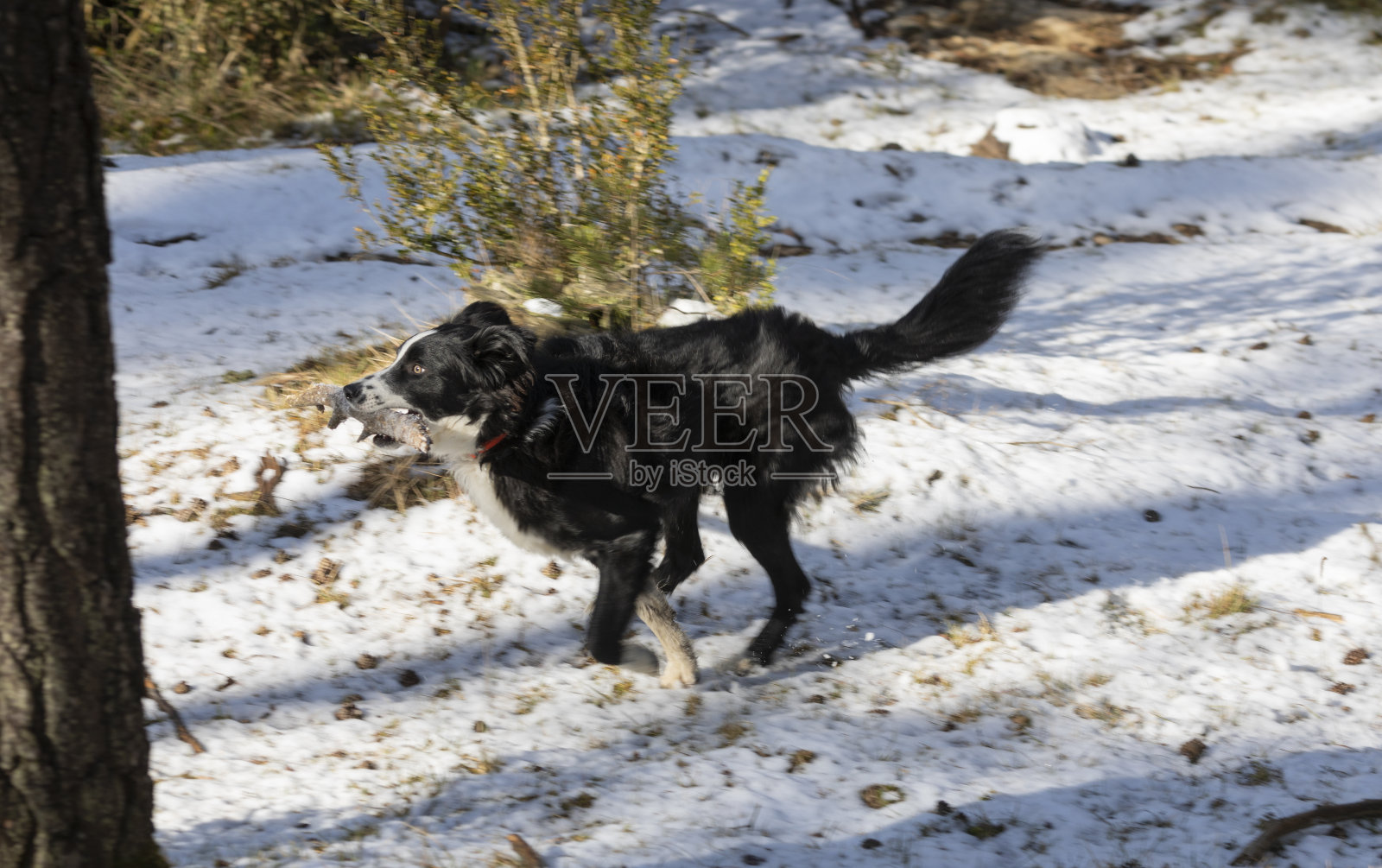 边境牧羊犬在玩雪。照片摄影图片