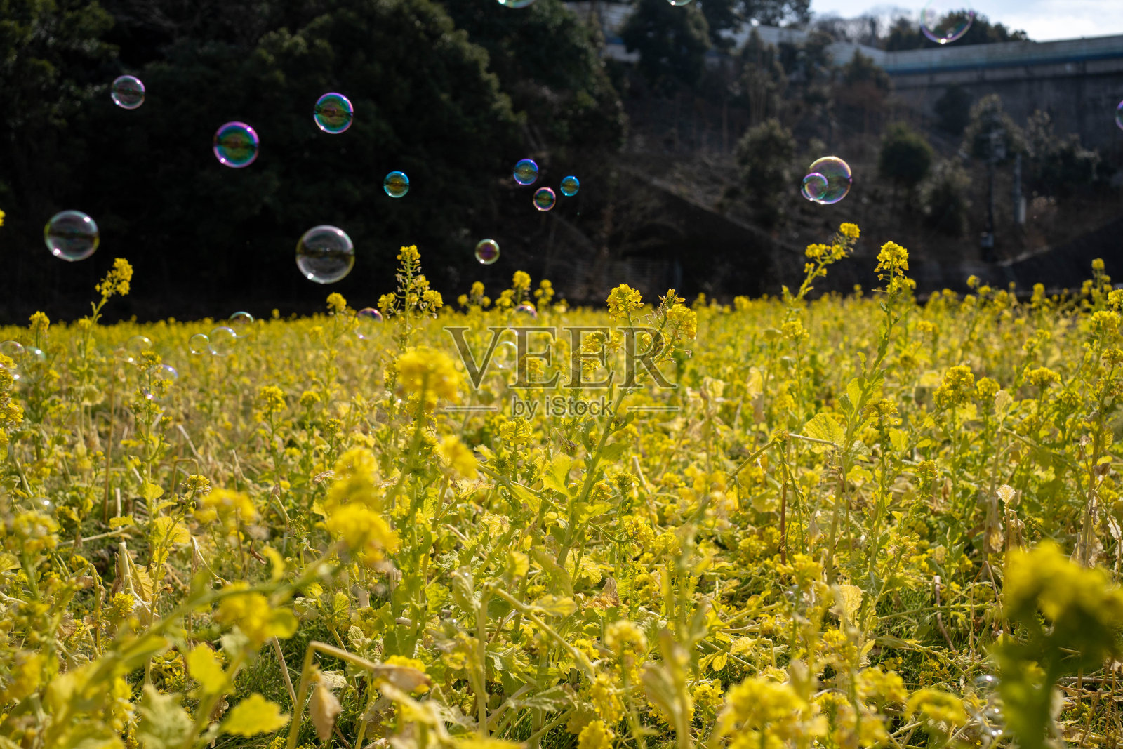 油菜花盛开，油菜花冒泡照片摄影图片