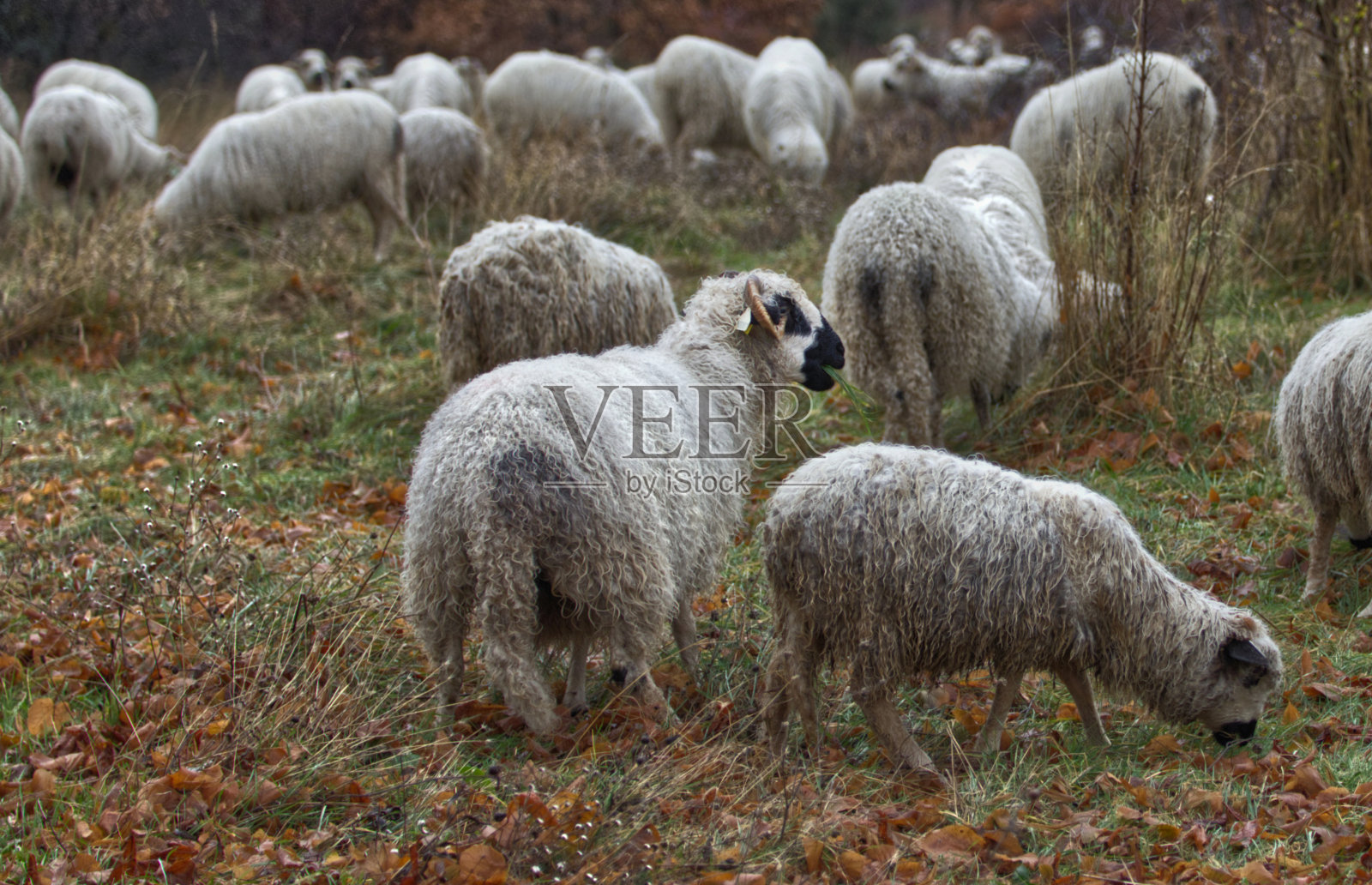 绵羊在吃草照片摄影图片