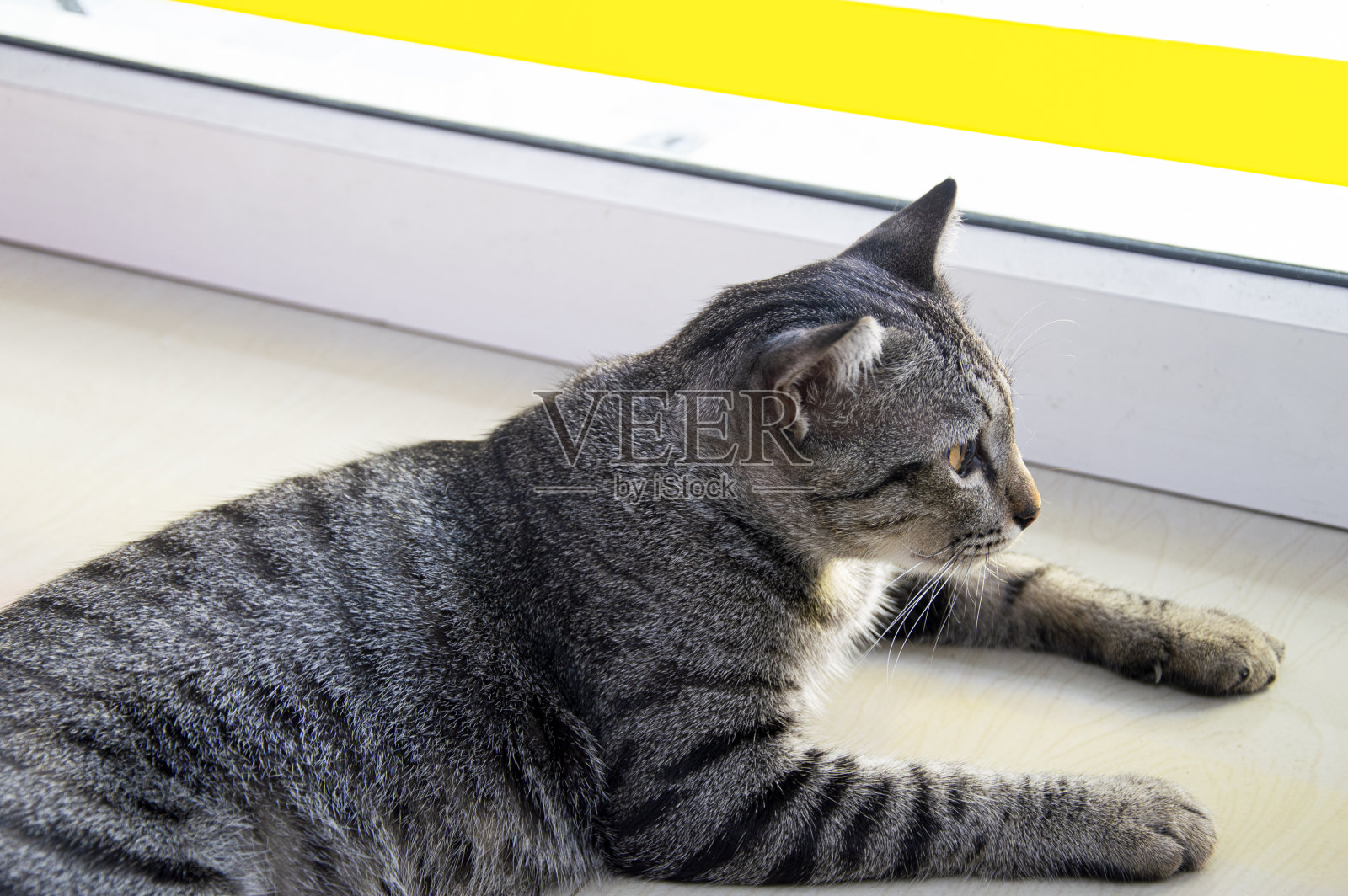 泰国条纹猫躺下照片摄影图片