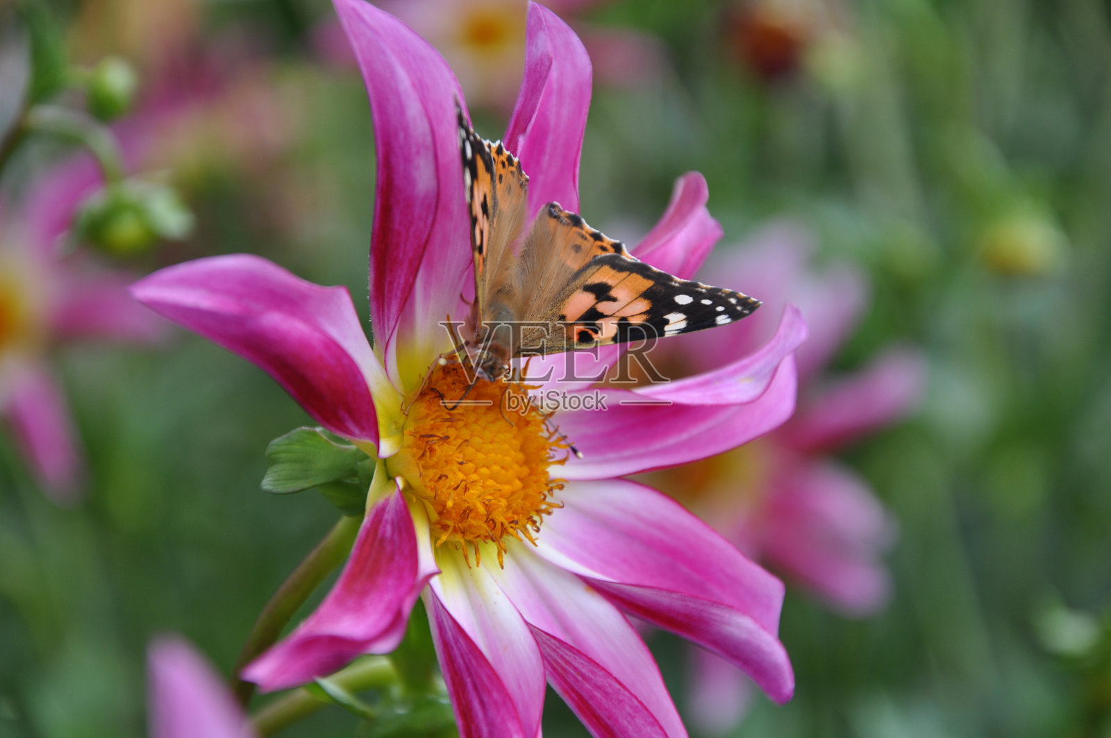 Anemone hupehensis, called «Prinz Heinrich». Flowers of the Japanese anemone, Anemone hupehensis.Vanessa cardui butterfly flower.照片摄影图片