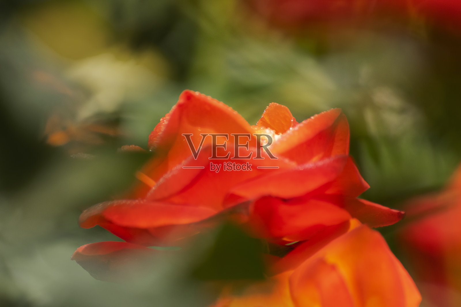 橙玫瑰，多年生木本开花植物，蔷薇属，蔷薇科。有300多个品种和数万个栽培品种。冬天的晨露滴在花瓣上。照片摄影图片