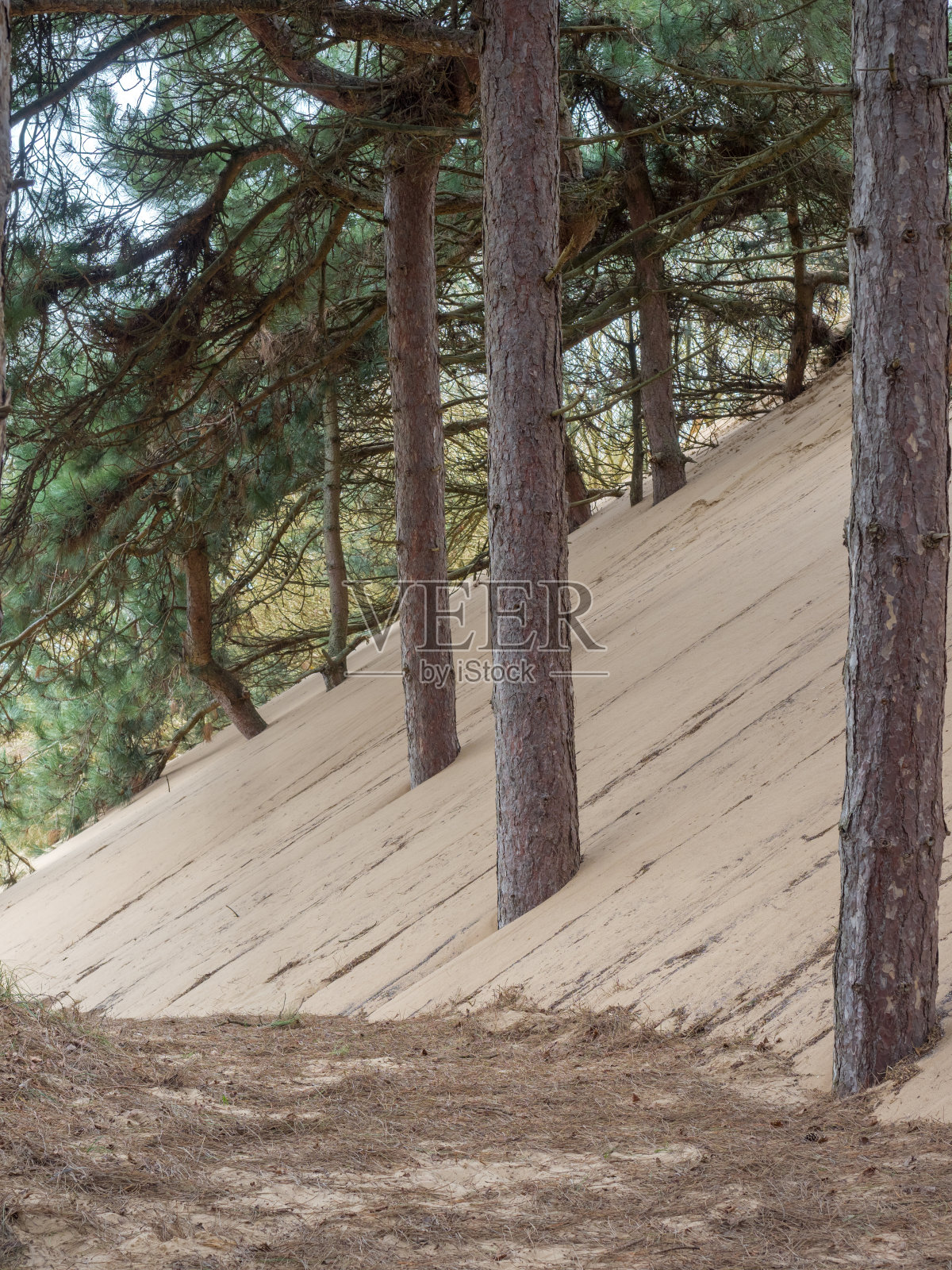 松树被风吹起的沙丘吞没了照片摄影图片