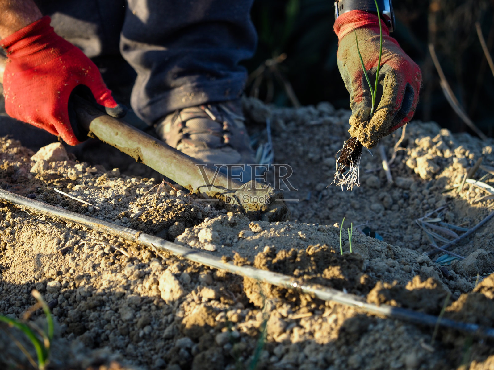 农民正在用锄头整理果园的土地照片摄影图片