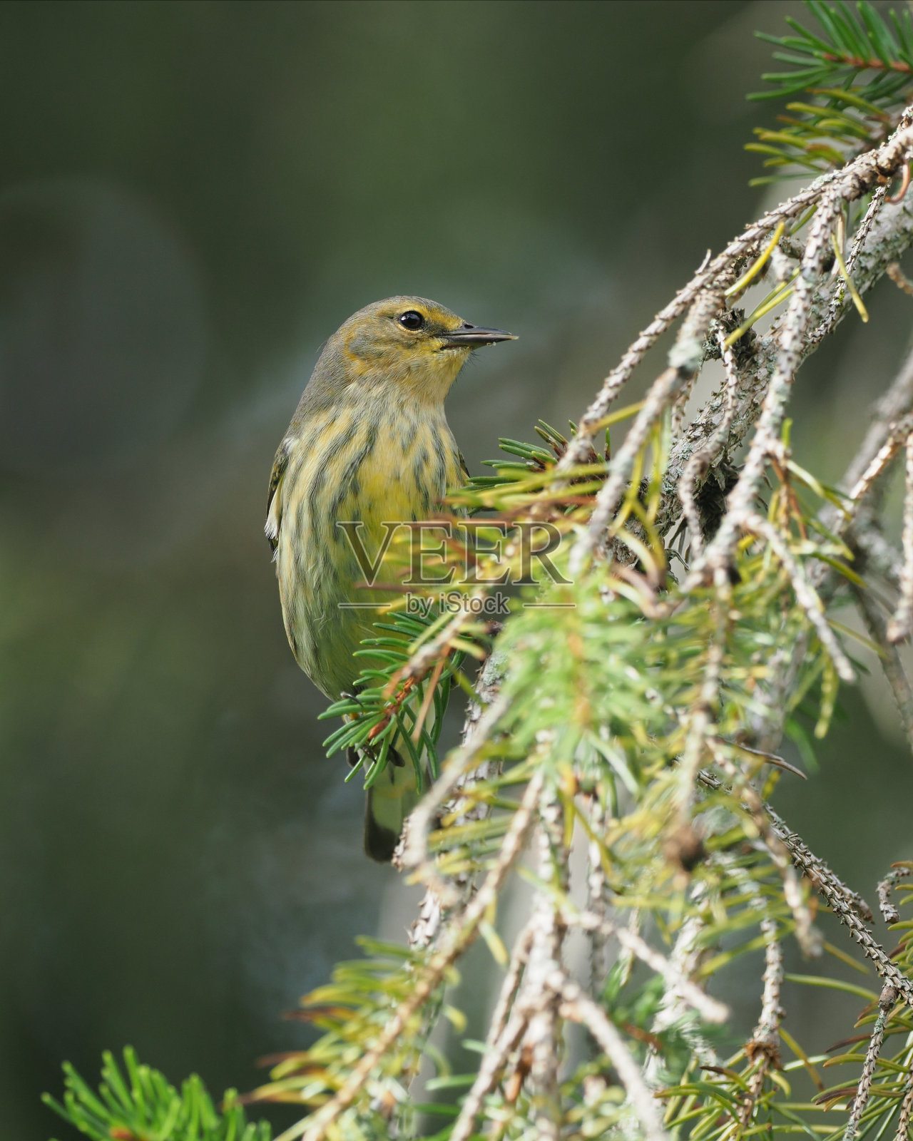 五月角莺在松枝上照片摄影图片