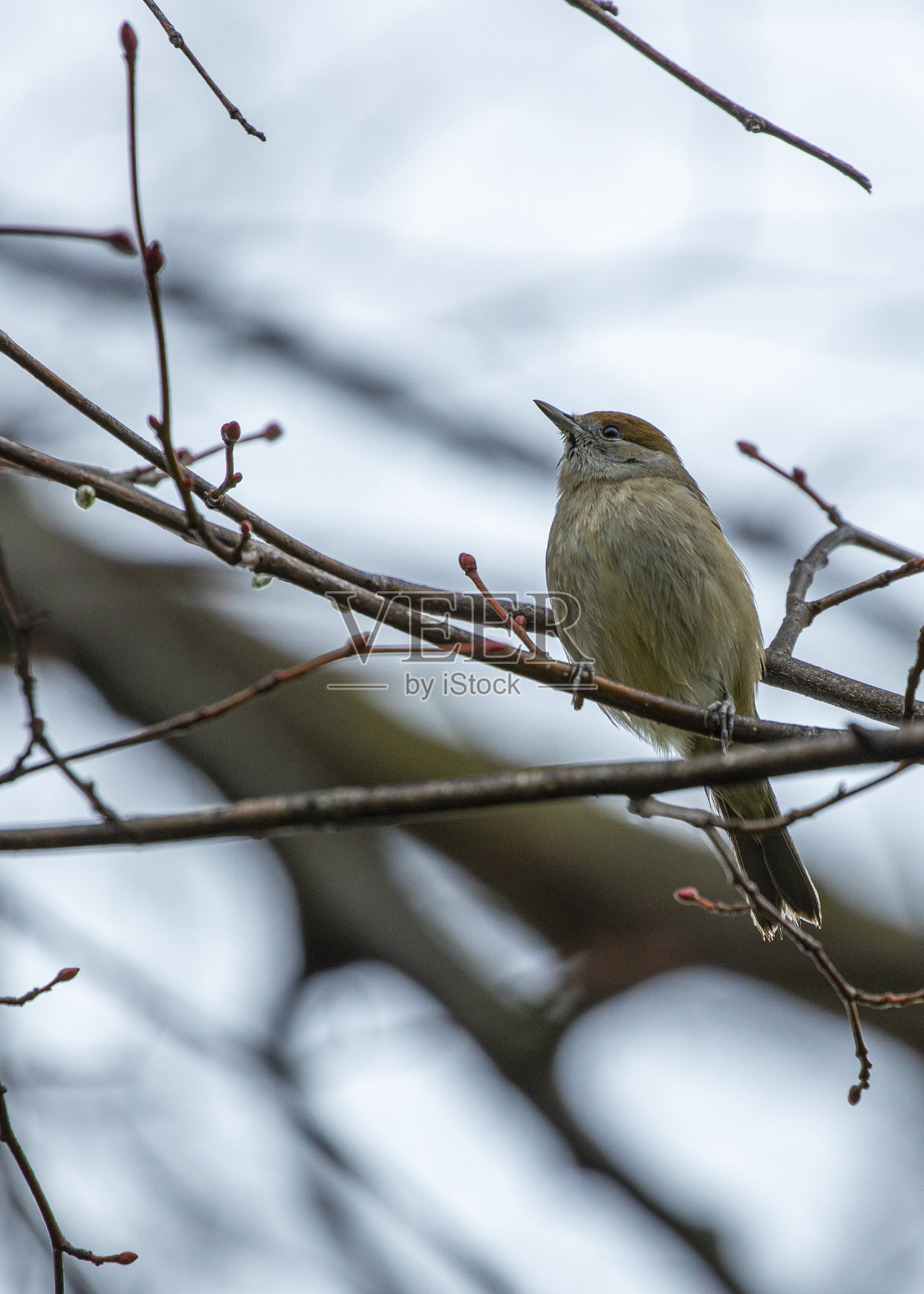 欧亚黑头莺照片摄影图片