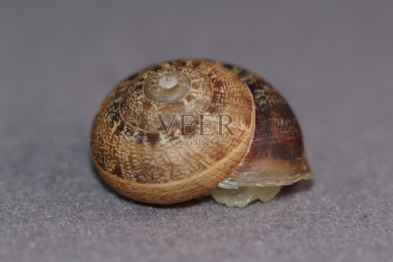 蜗牛的壳照片摄影图片