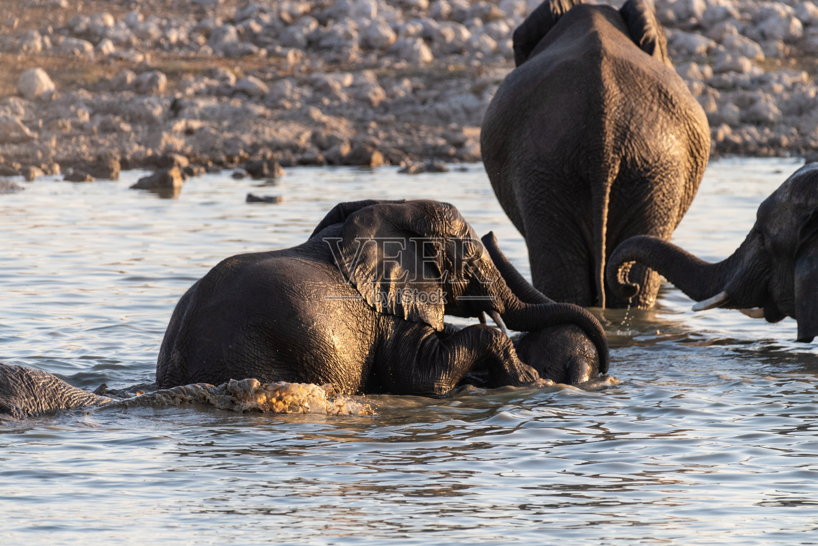 在埃托沙给大象洗澡照片摄影图片