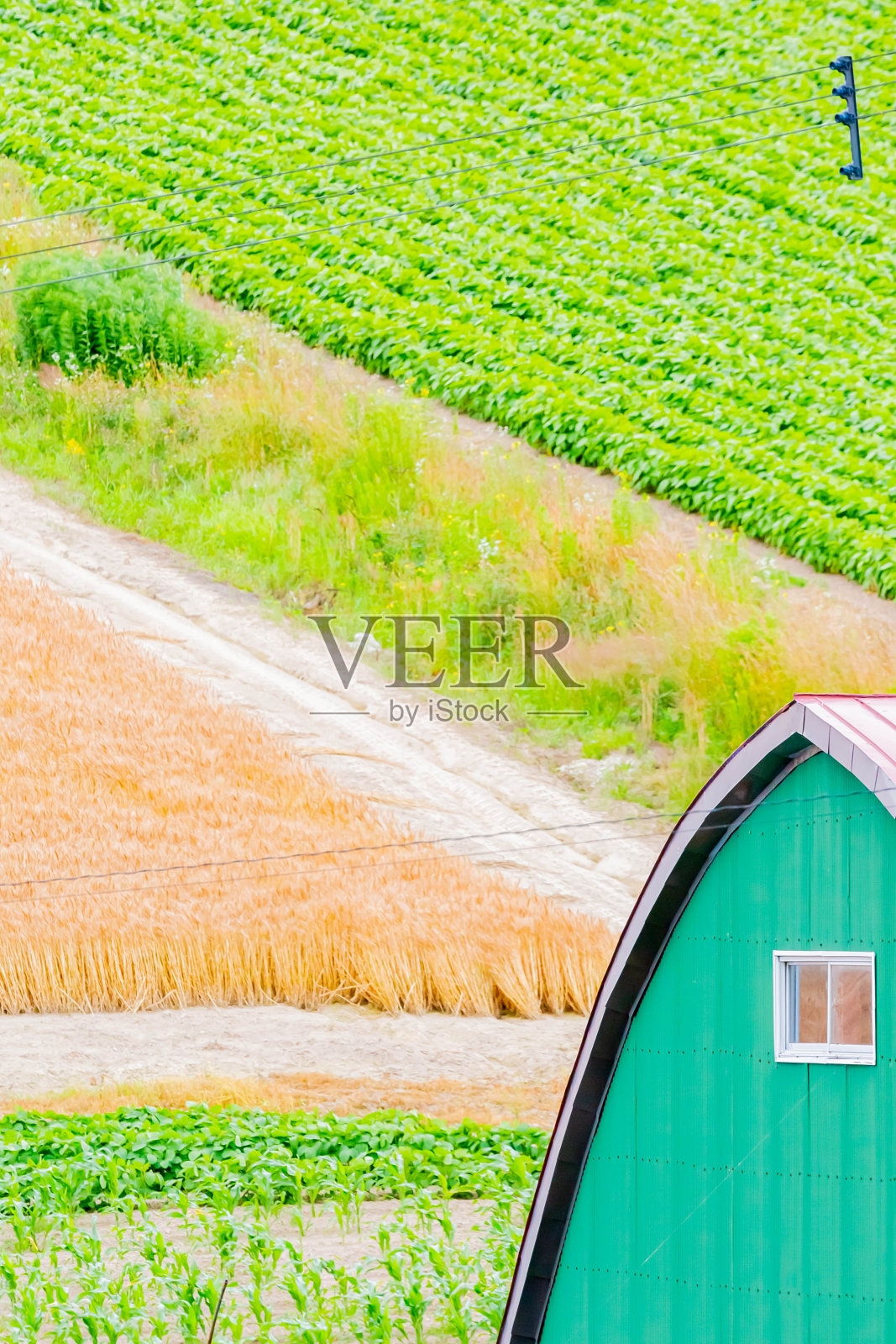 北海道夏季金色的麦田照片摄影图片
