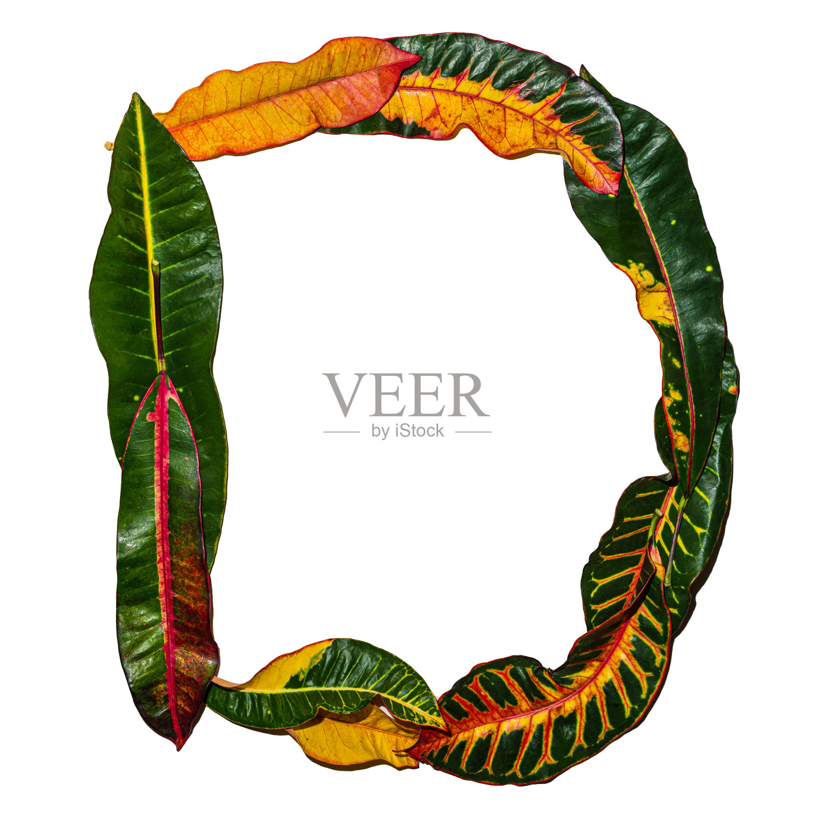 字母“D”设计出彩色巴豆叶孤立在白色背景照片摄影图片