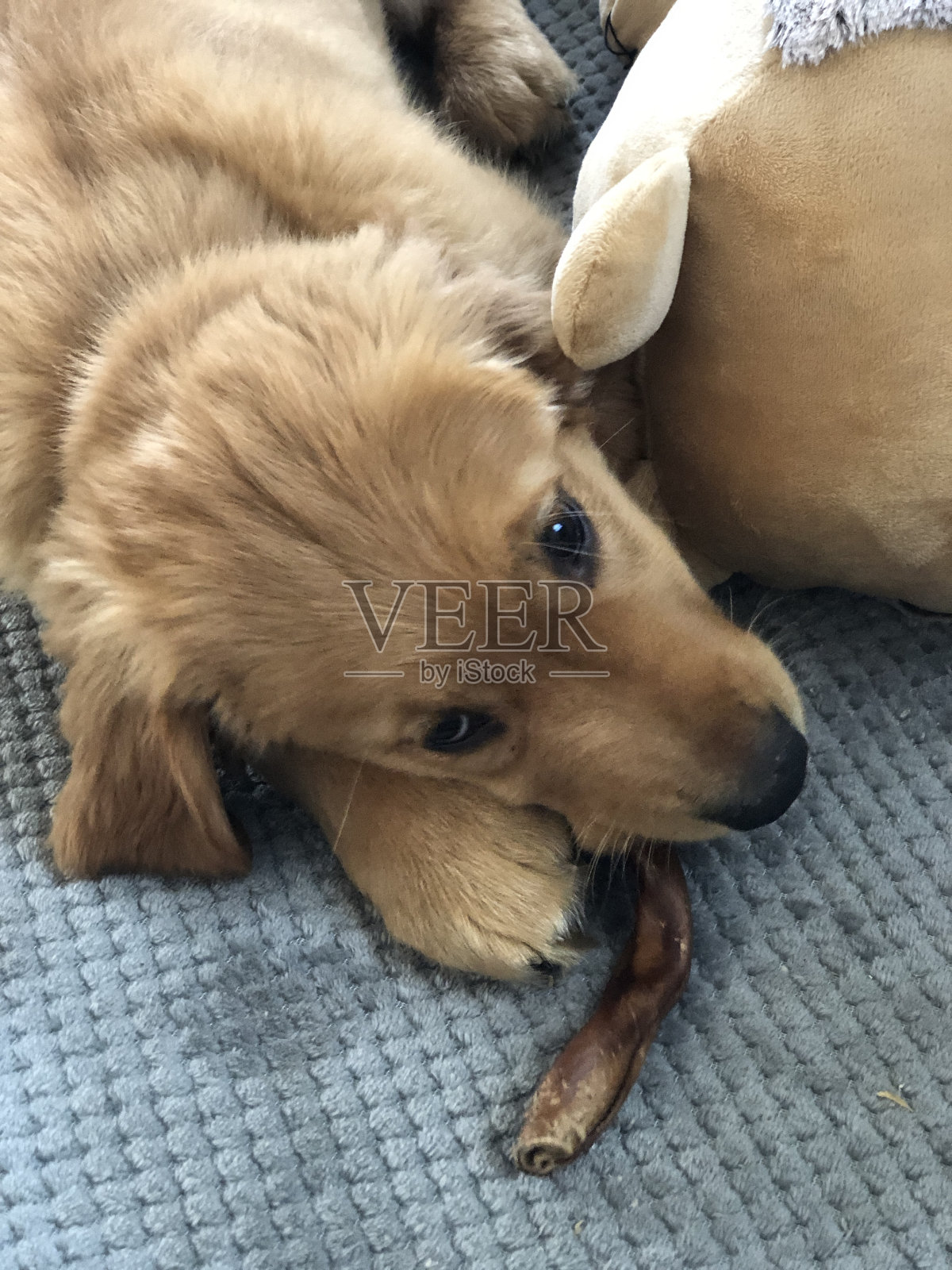 金毛猎犬小狗照片摄影图片