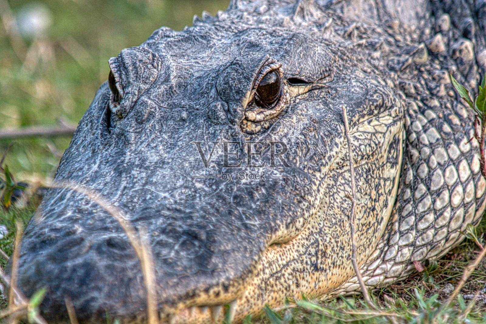 美洲短吻鳄，产于美国佛罗里达州照片摄影图片