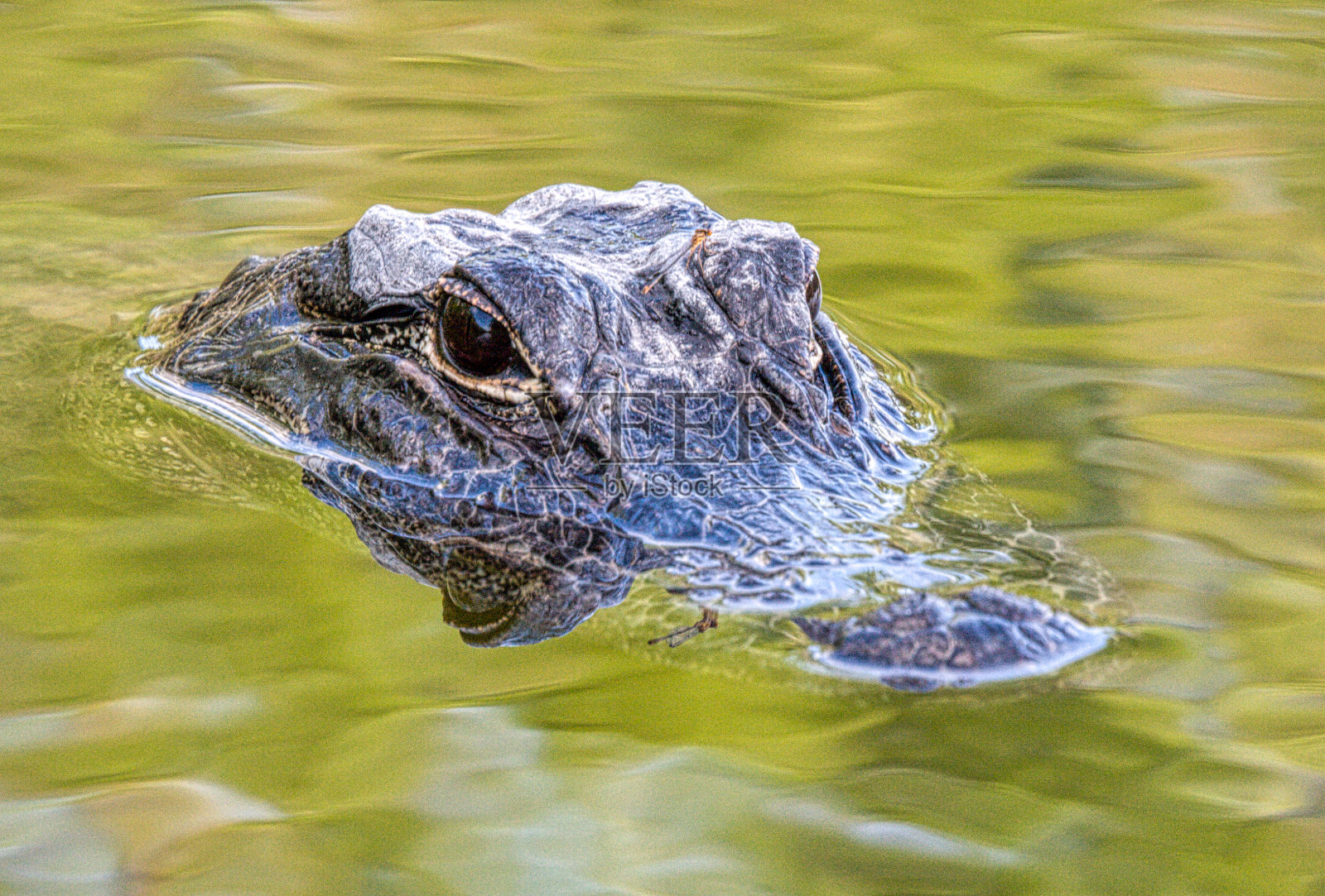 美洲短吻鳄，产于美国佛罗里达州照片摄影图片