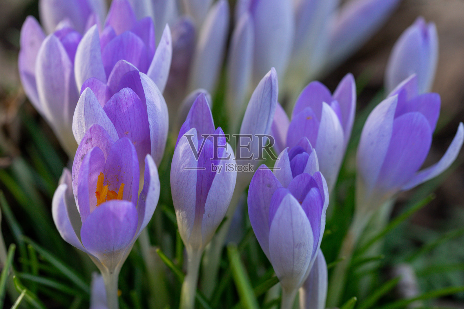 公园里番红花的特写镜头照片摄影图片