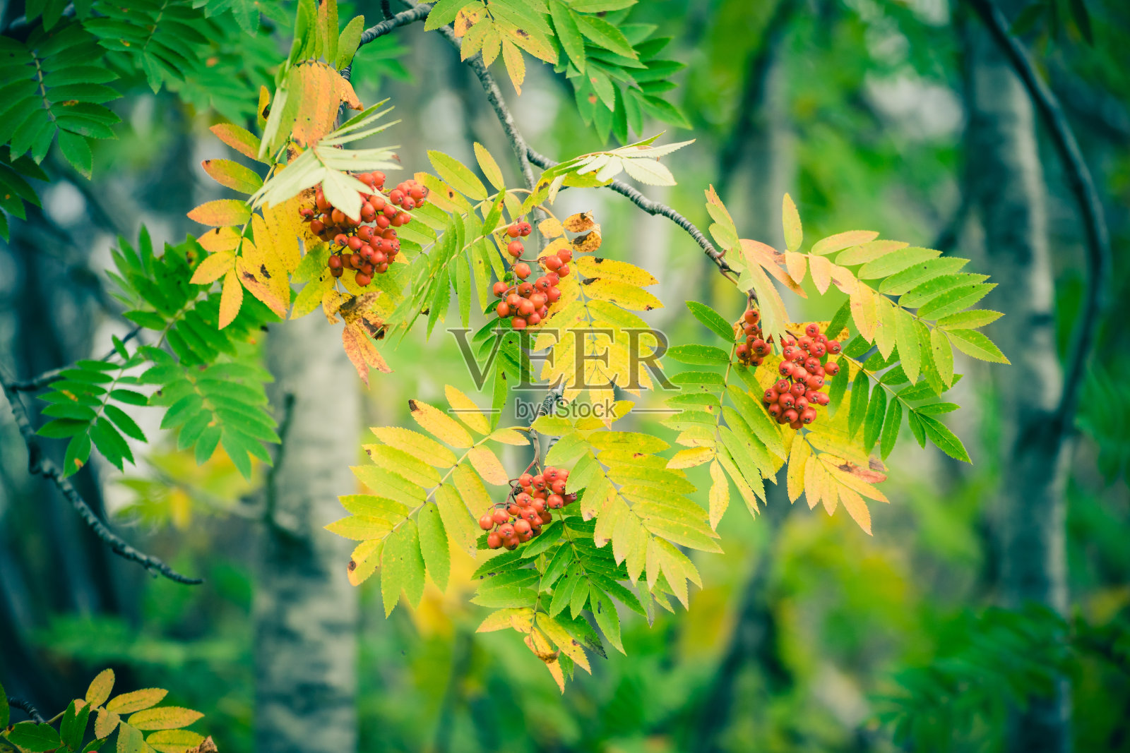 近距离拍摄的rowan浆果成熟在树上照片摄影图片