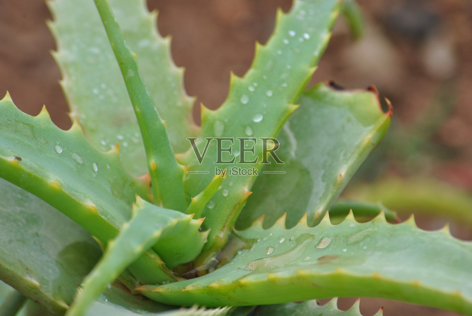 耐高温的芦荟叶热带绿色植物特写：城市园艺家居种植盆栽照片摄影图片