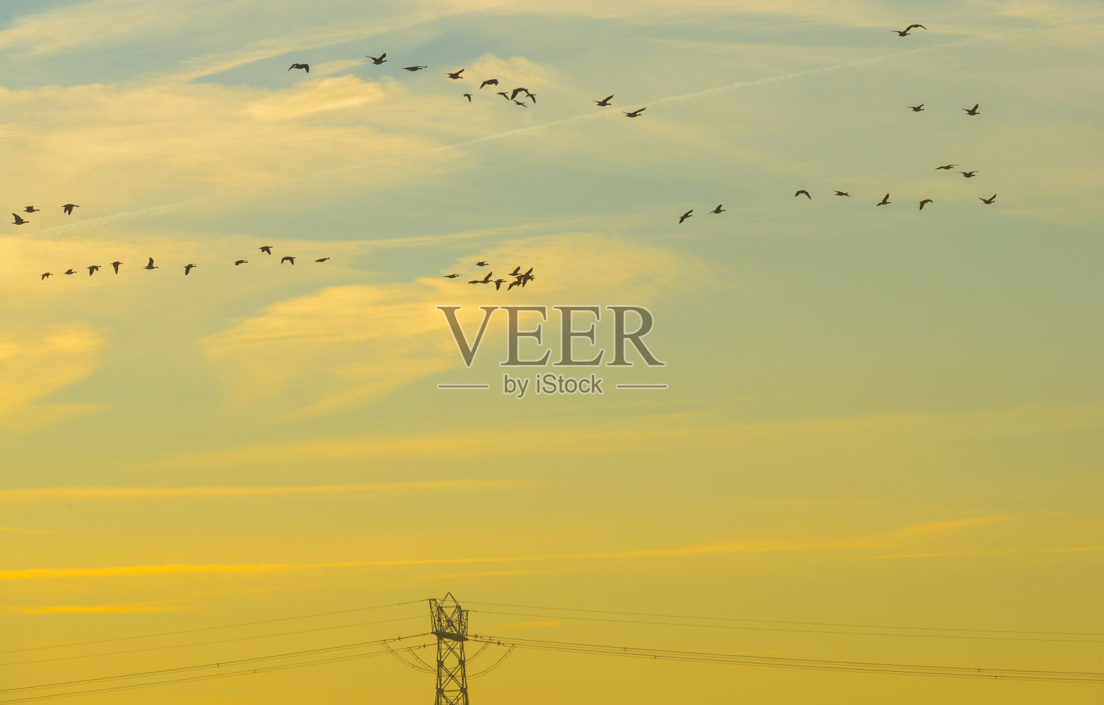 冬天日出时，一群鸟在阳光下的蓝天上飞翔照片摄影图片