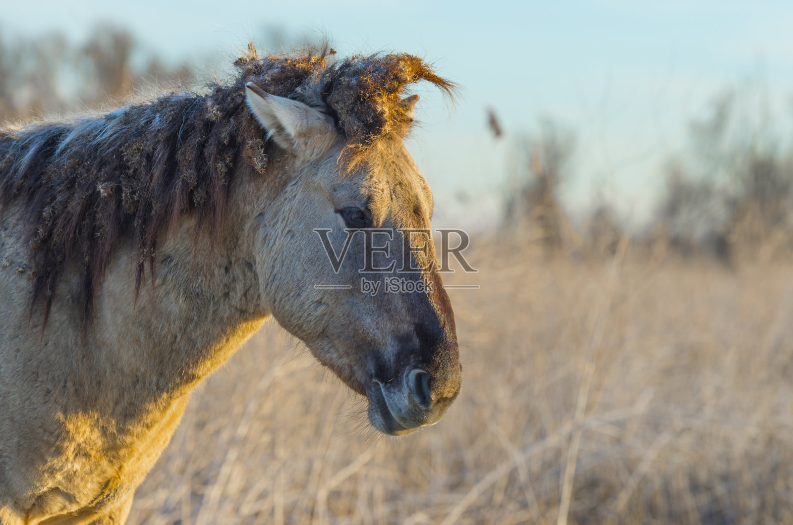 在冬天的蓝天下，日出时明亮的阳光下，马在长满青草、结霜的白色田野里照片摄影图片