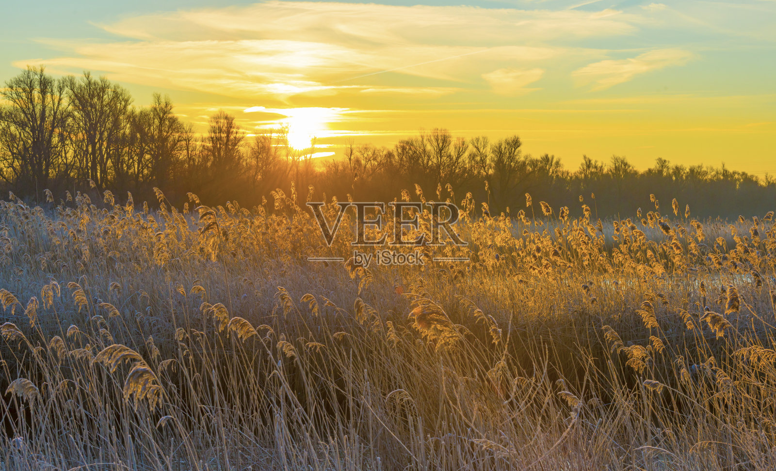 冬天日出时，在蓝天下，沿着结冰的湖边芦苇照片摄影图片