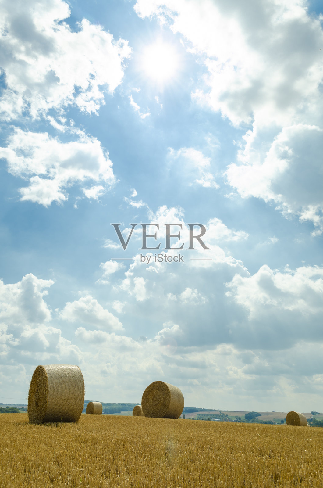 夏天收获的田里的圆捆稻草照片摄影图片