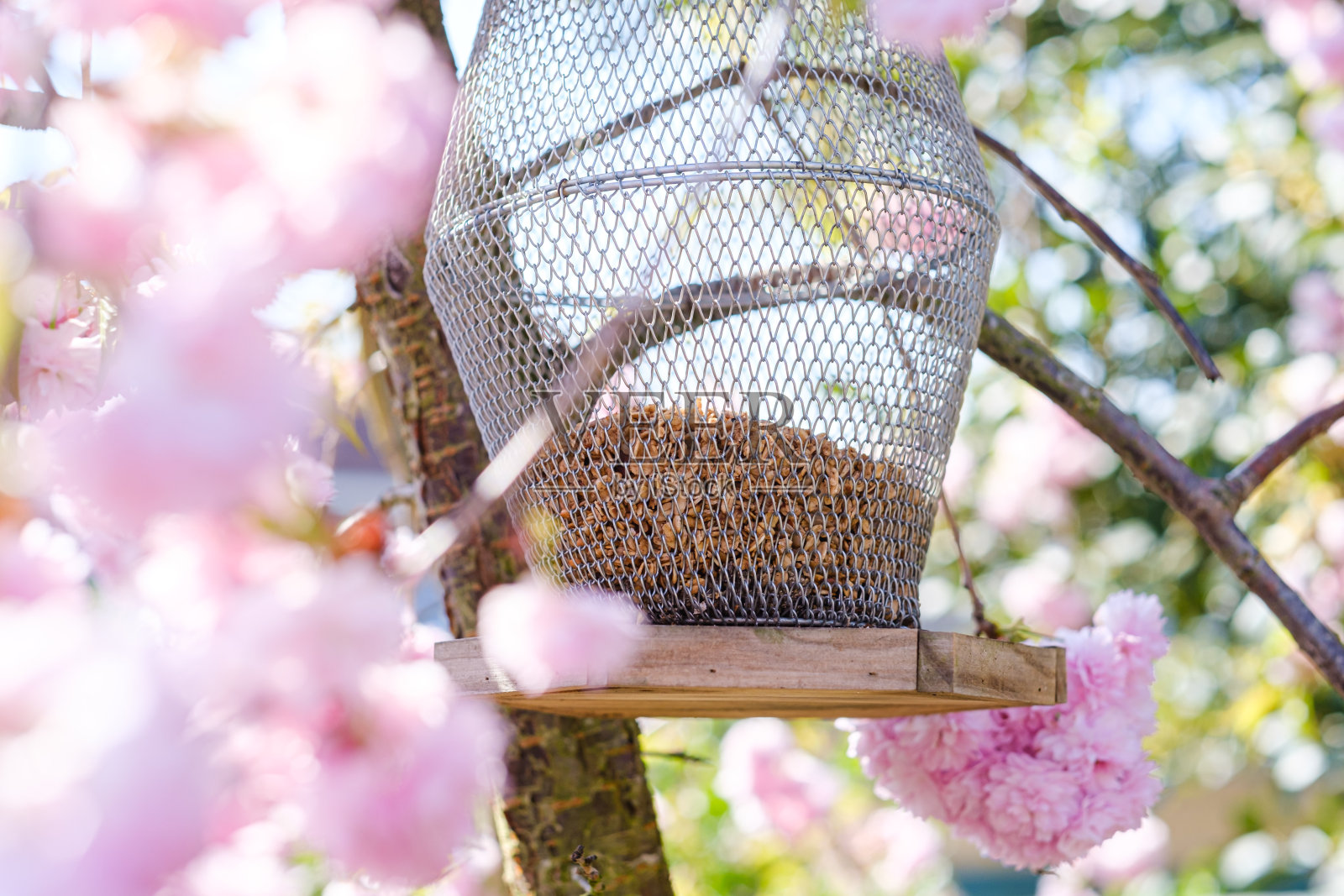 选择性聚焦拍摄被樱花包围的喂鸟器照片摄影图片