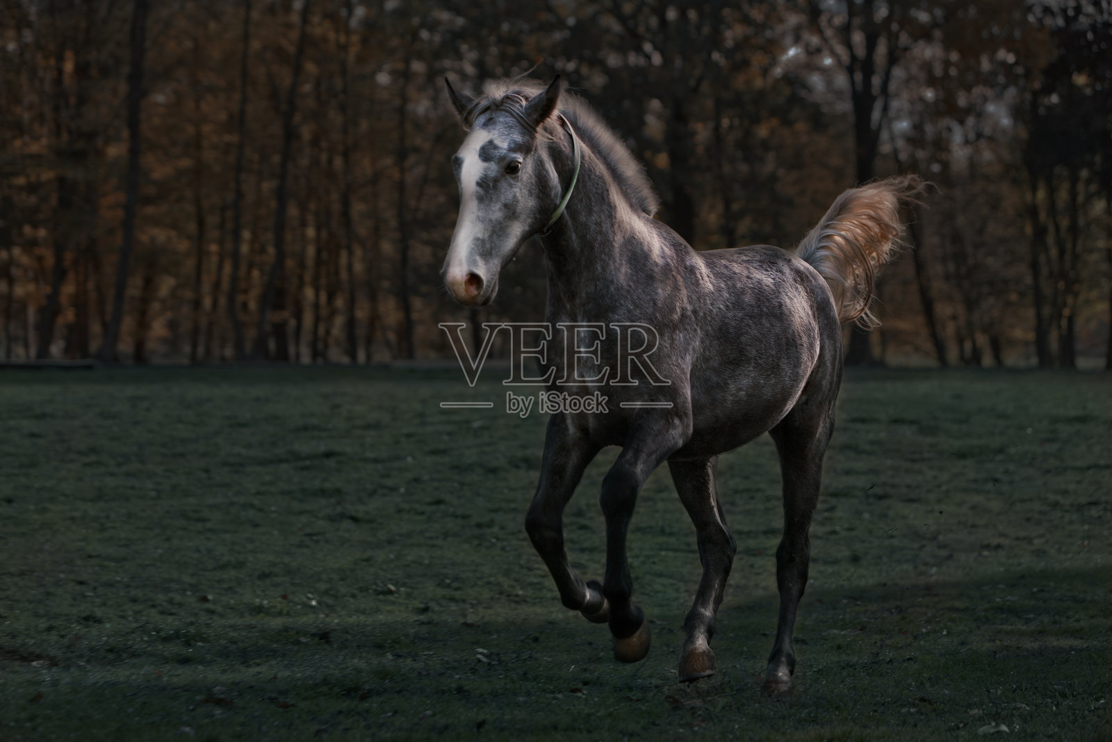 一匹马在绿色景观上奔跑的美丽镜头照片摄影图片